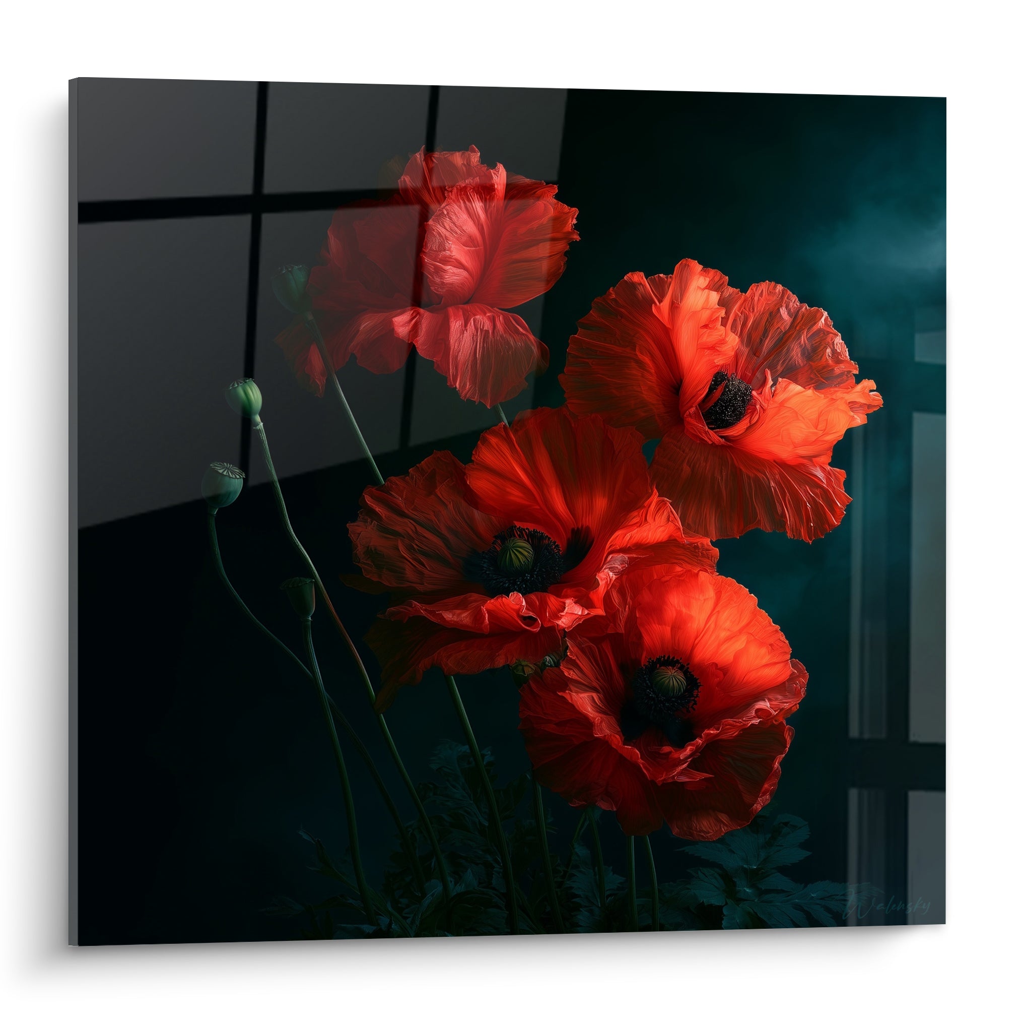 Coquelicots rouge écarlate aux cœurs noirs se détachant sur un fond bleu nuit anthracite