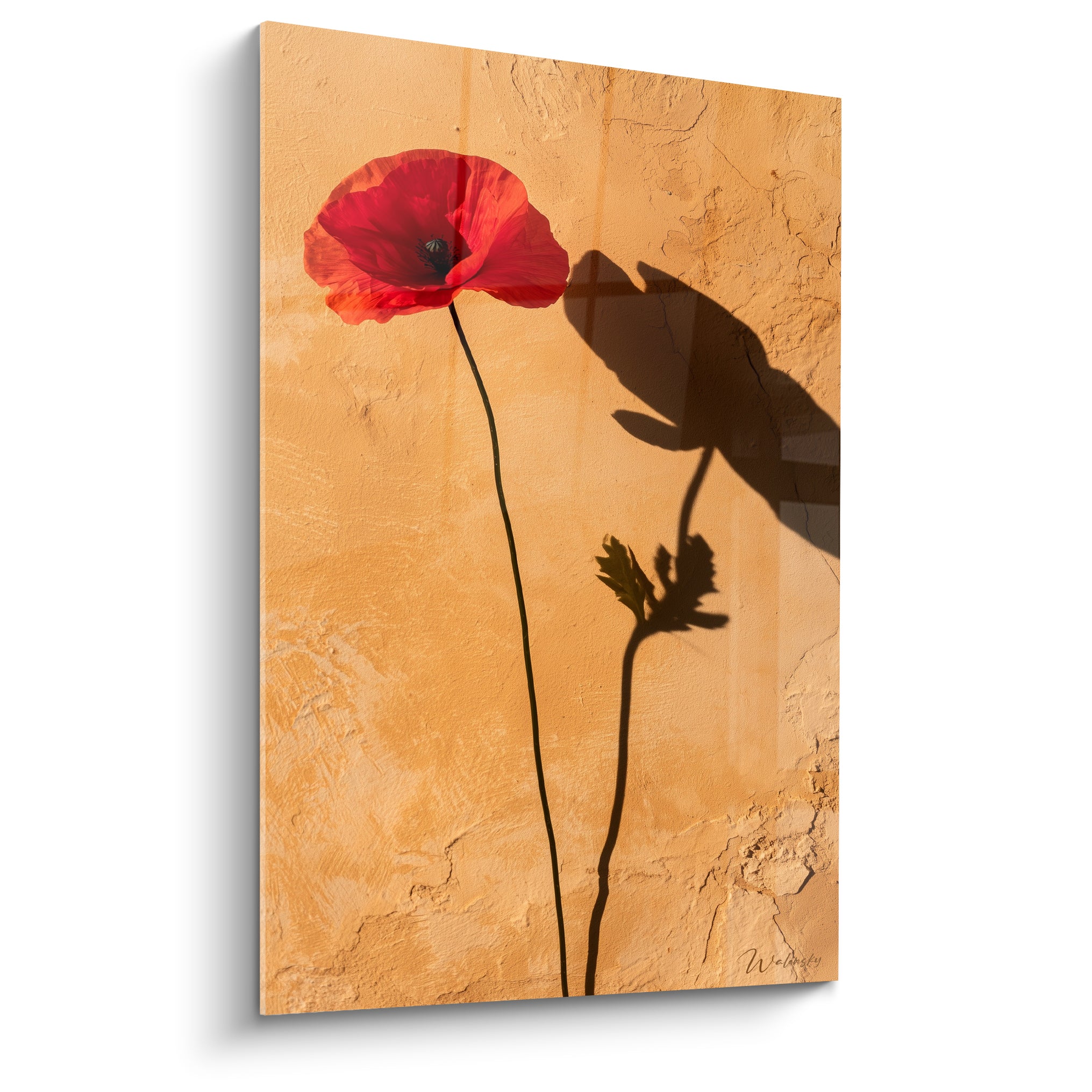 Coquelicot rouge vif aux pétales froissés se détache sur un mur ocre craquelé et texturé