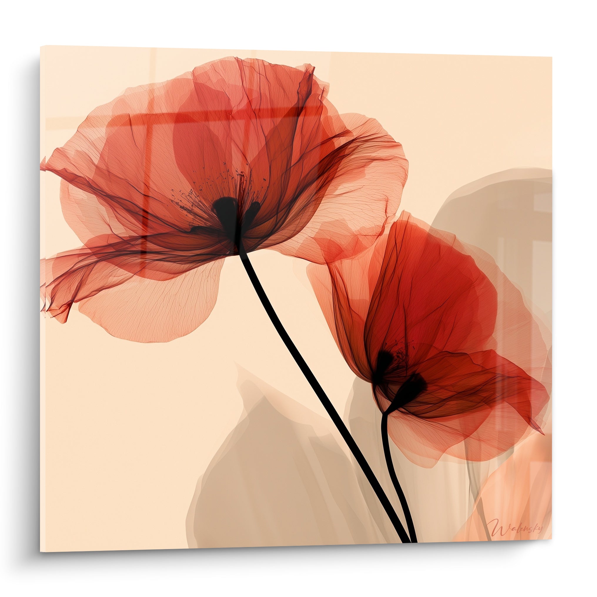 Coquelicots rouges translucides aux tiges noires sur fond beige rosé, effet radiographique délicat