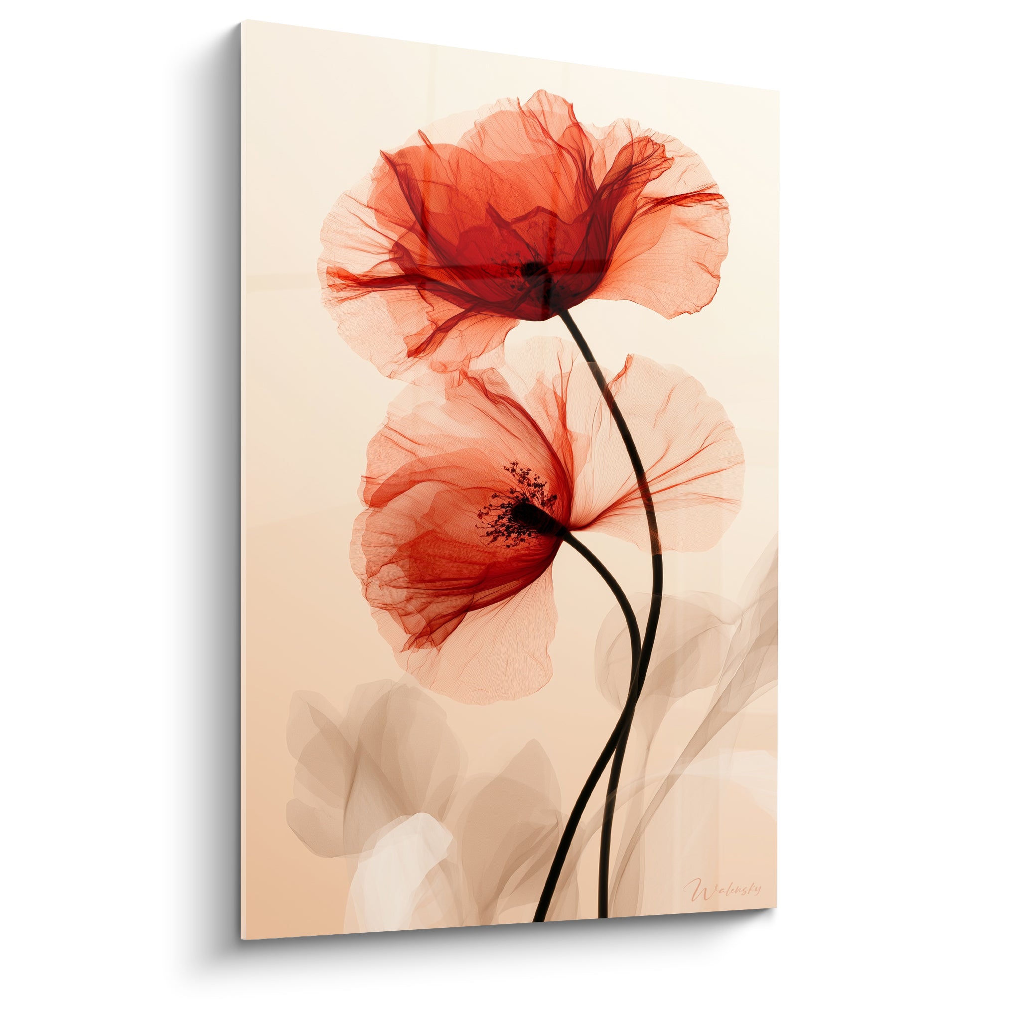 Deux coquelicots rouges translucides aux tiges noires sur fond beige crème lumineux