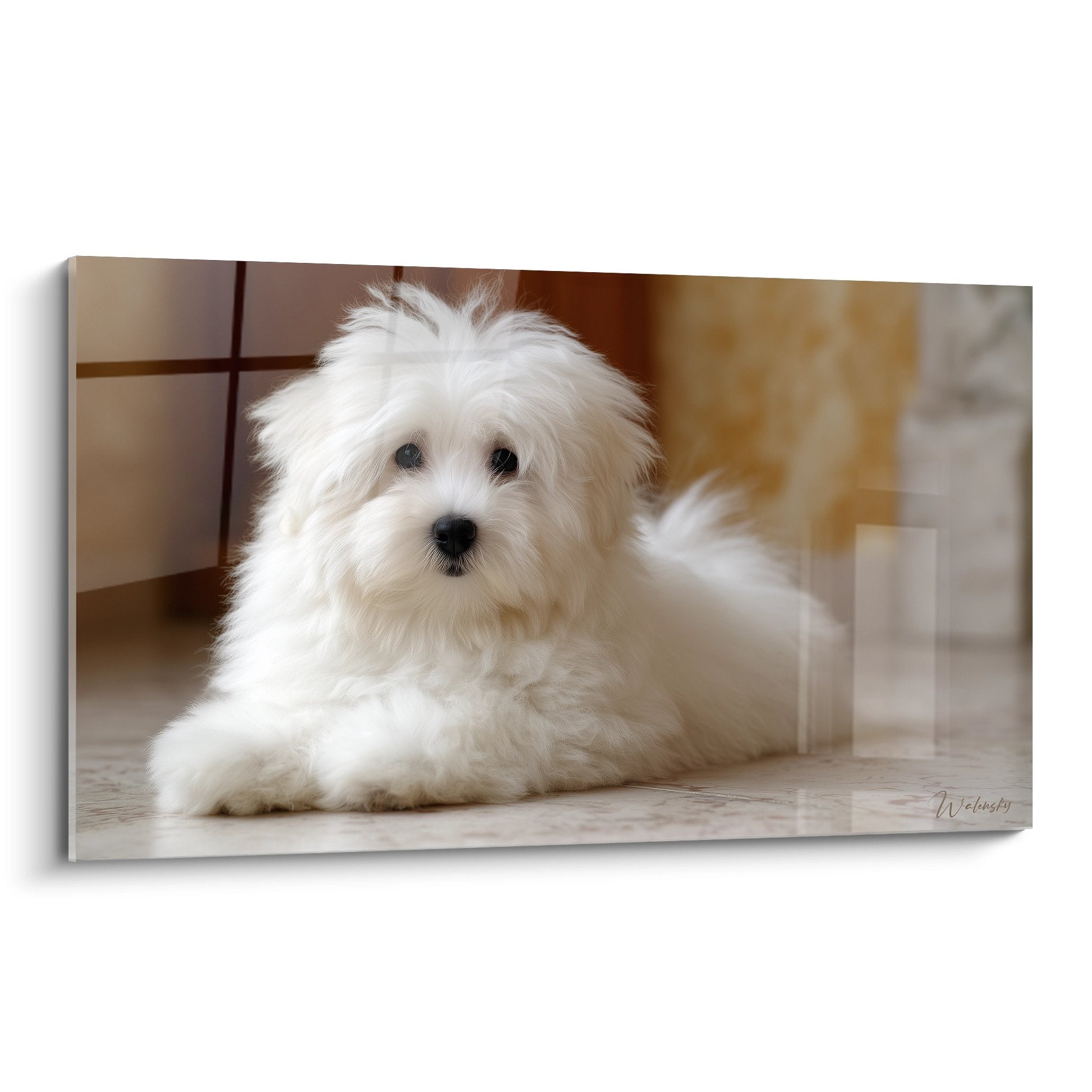 Adorable chiot Coton de Tuléar blanc aux yeux noirs allongé sur carrelage beige, pelage soyeux et expression tendre