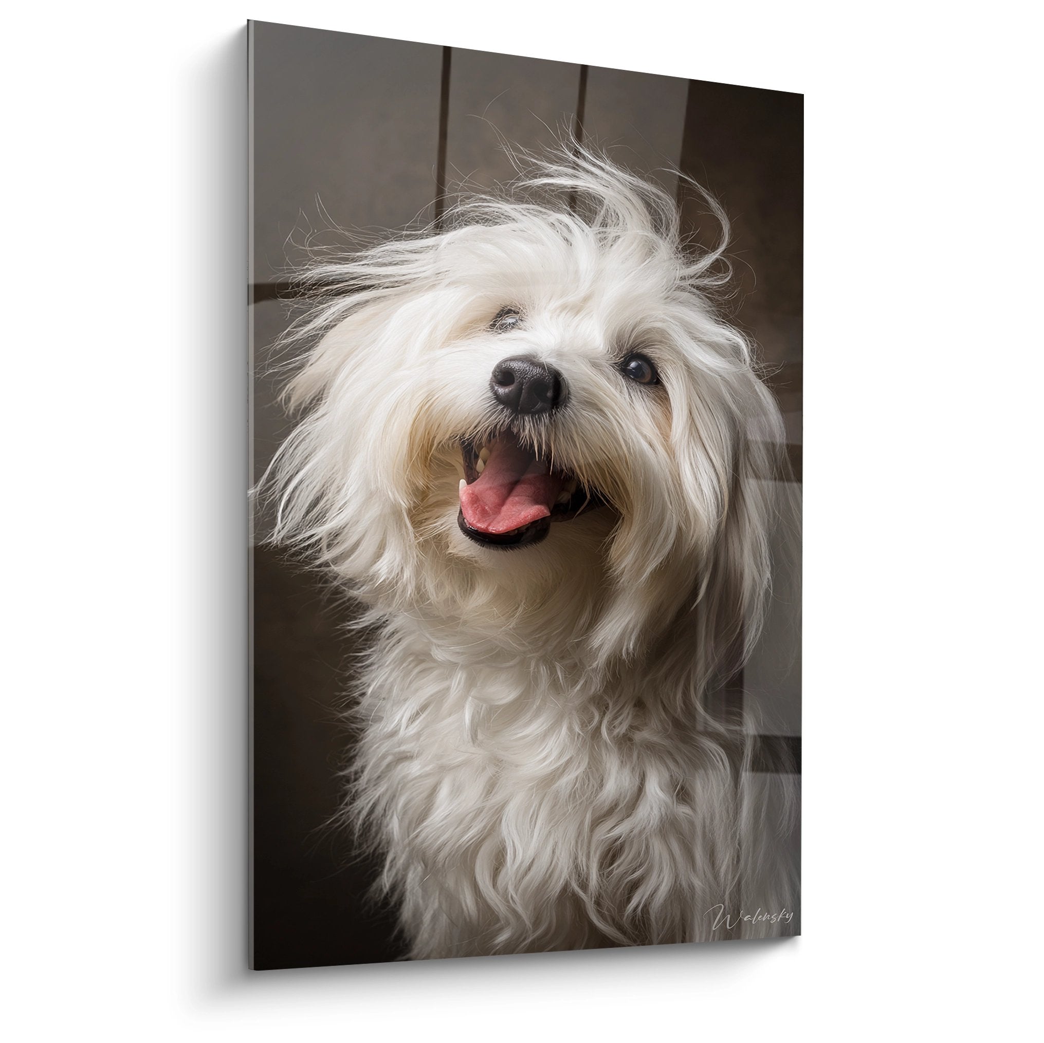 Porträt eines lächelnden weißen Coton de Tuléar mit hängender Zunge auf grauem Hintergrund dekoratives Wandbild Hund