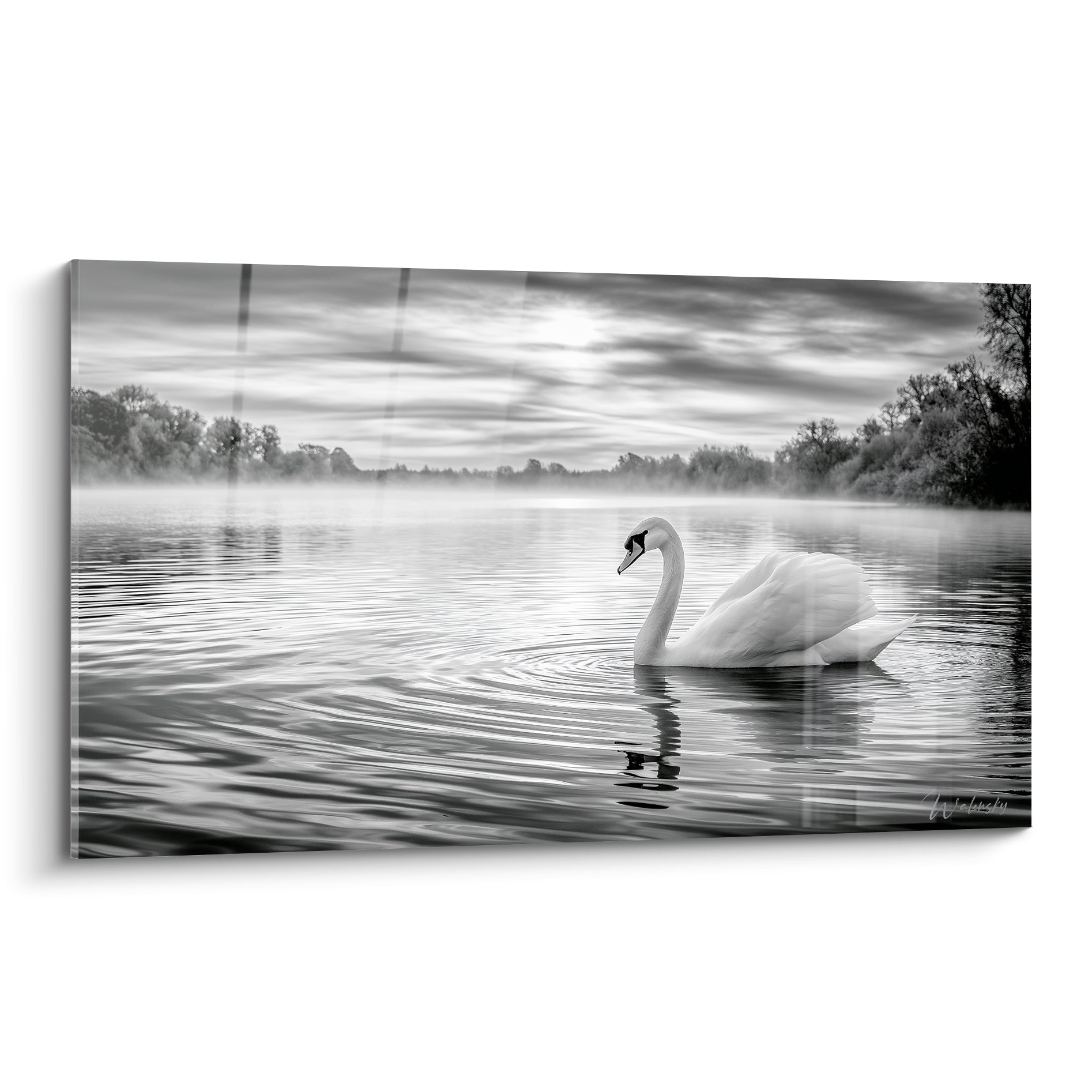 Cygne blanc glissant sur lac brumeux, plumage éclatant, ondes grises concentriques à la surface