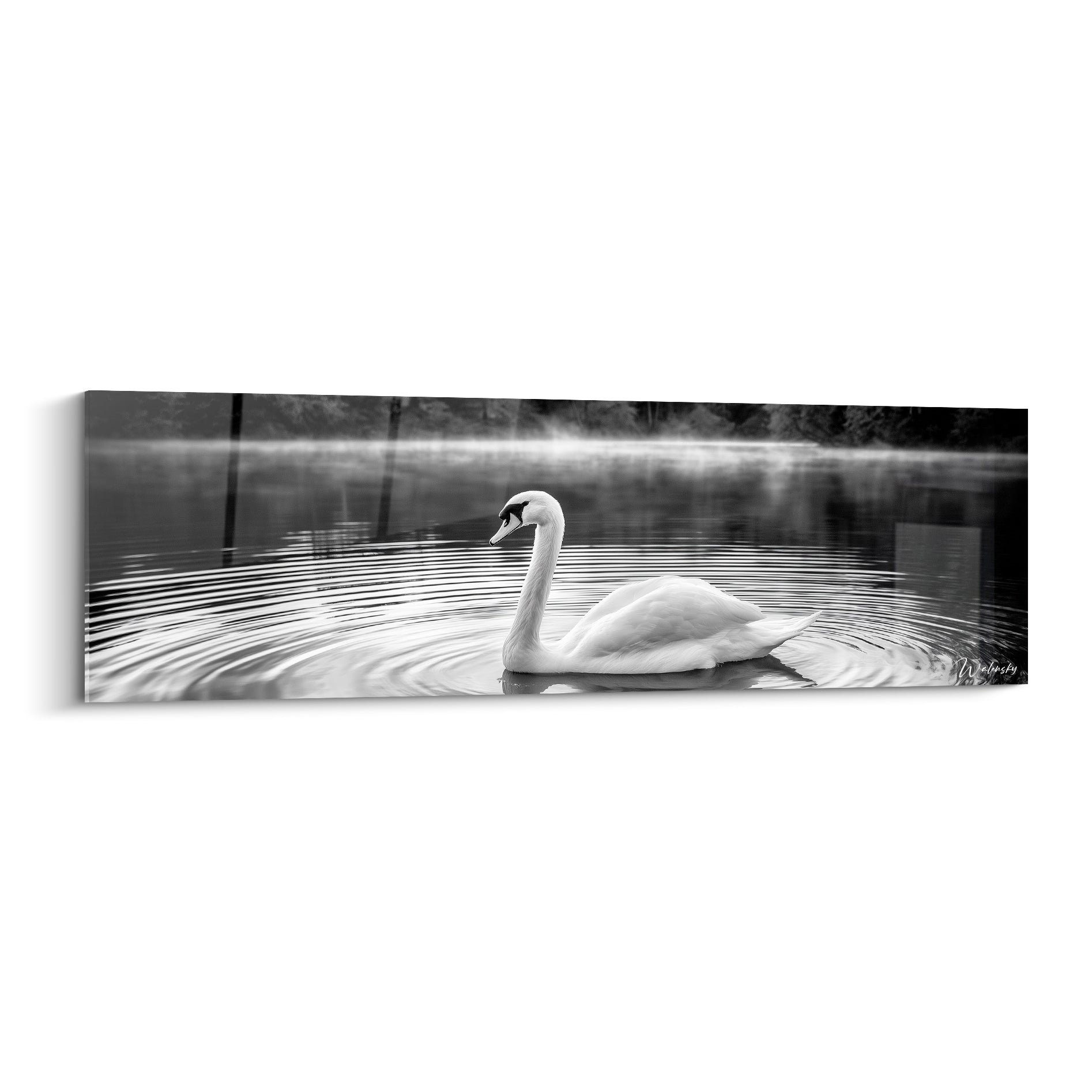 Cygne blanc glissant sur un lac gris anthracite, sillage d'ondulations et brume en arrière-plan
