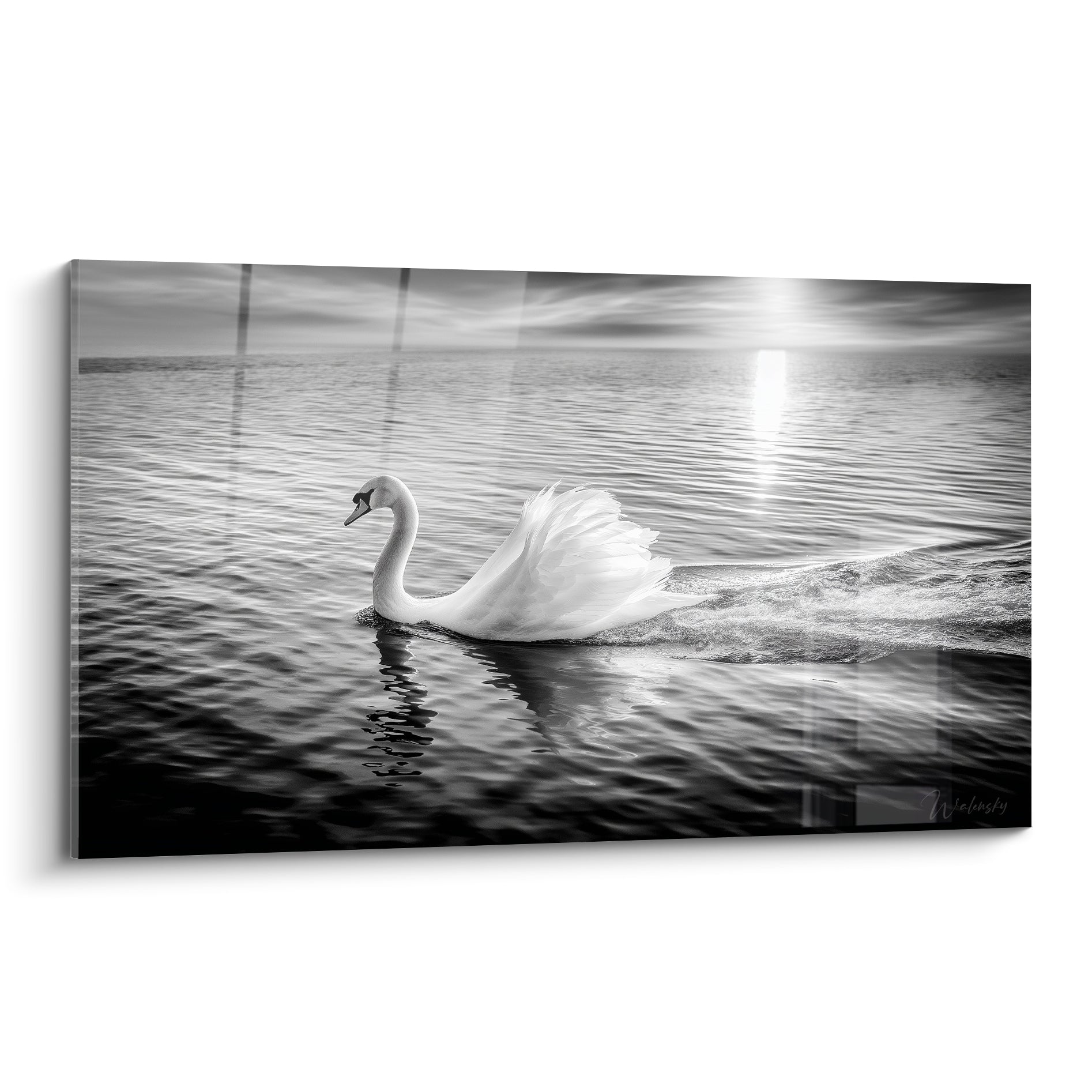 Cygne blanc glissant sur une eau anthracite, plumage lumineux, photographie noir et blanc