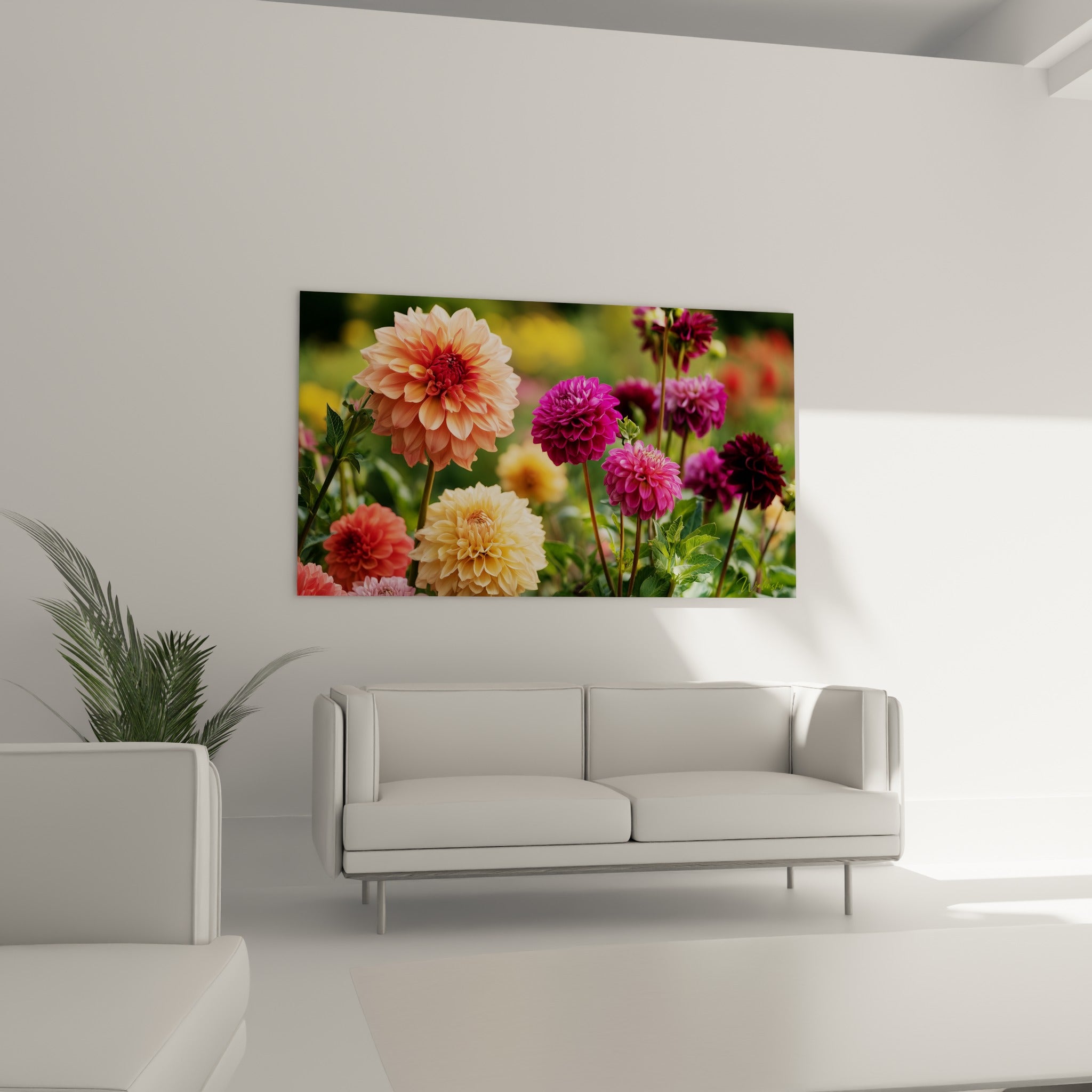 Dahlias pêche et bordeaux aux pétales veloutés, installés au-dessus d'un canapé dans un salon lumineux