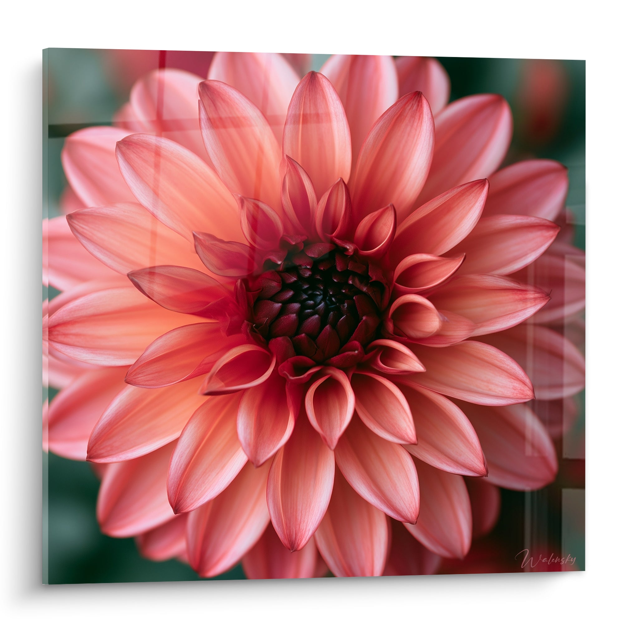 Dahlia corail aux pétales saumon déployés, cœur bordeaux sombre, fond vert flouté en arrière-plan
