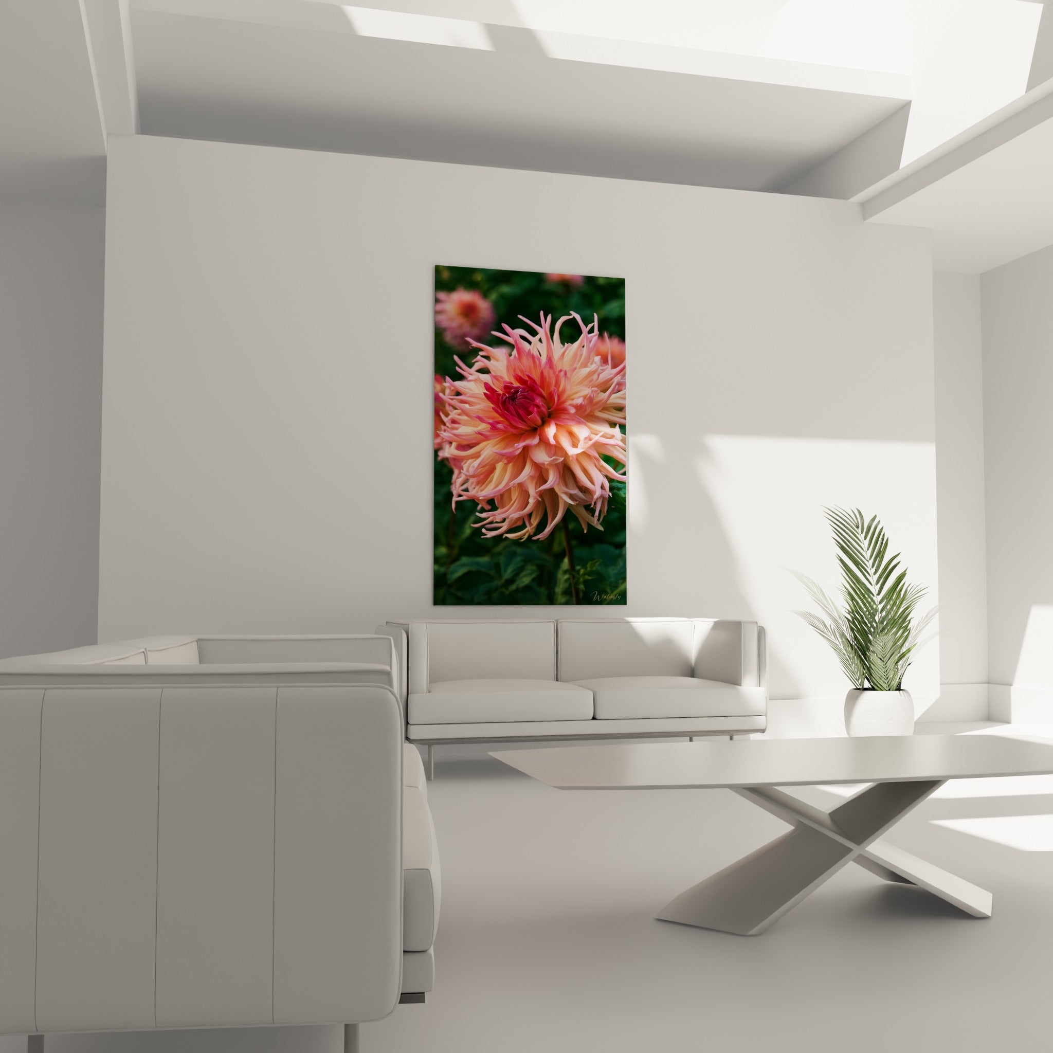 Corolle corail et pourpre du dahlia photographiée au-dessus d'un canapé dans un salon lumineux