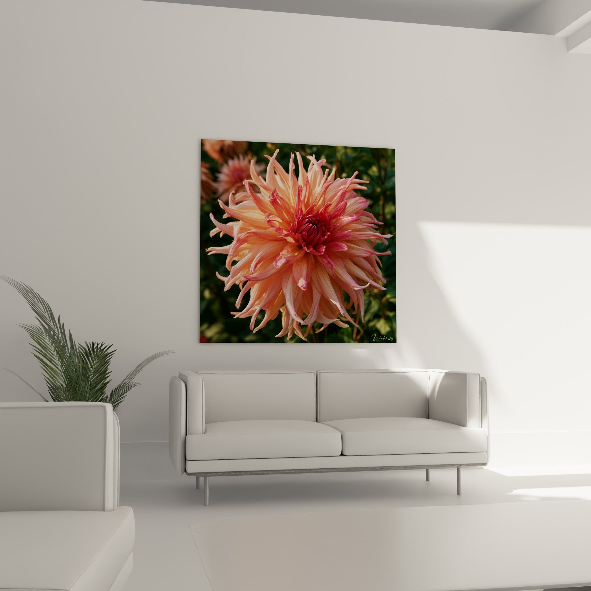 Corolle de dahlia rose corail et bordeaux profond, disposée au-dessus d'un canapé dans un salon lumineux
