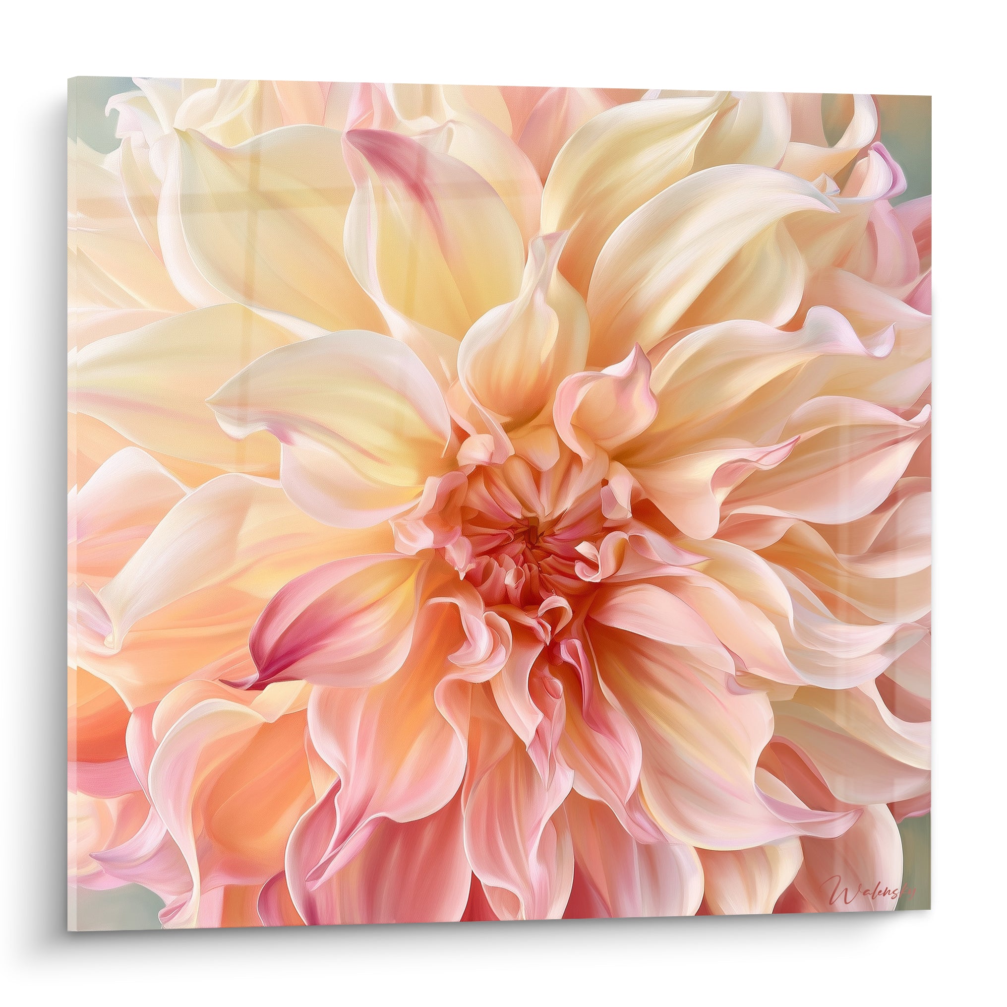 Dahlia crème et rose corail aux pétales veloutés déployés en spirale sur fond gris-vert doux