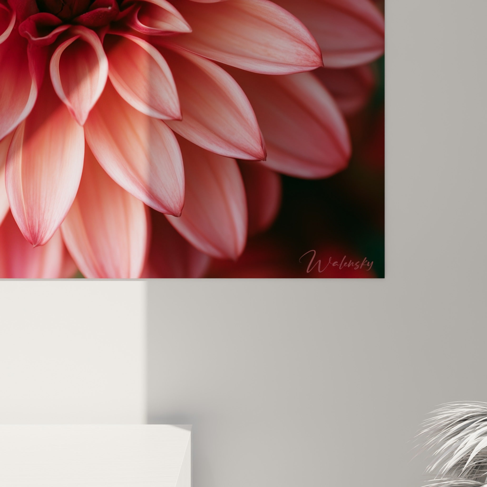 Détail des pétales corail striés de bordeaux du dahlia, texture soyeuse et jeux de lumière rapprochés