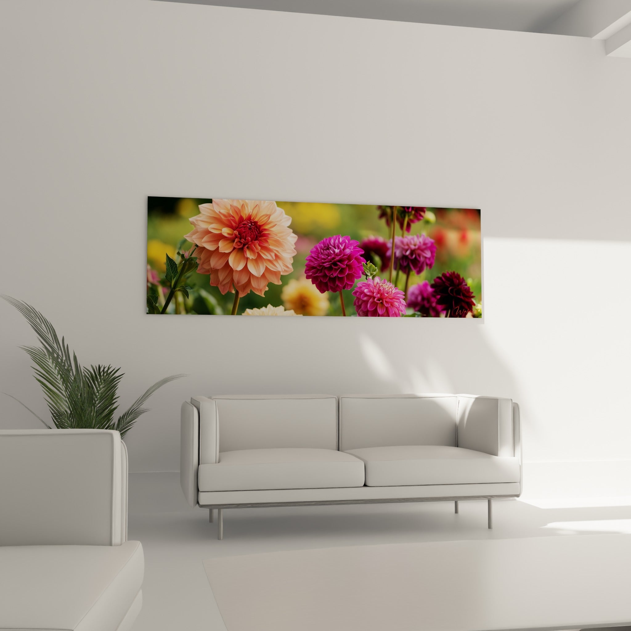 Massif de dahlias fuchsia et rose vif détaillés, au-dessus d'un canapé dans un salon lumineux