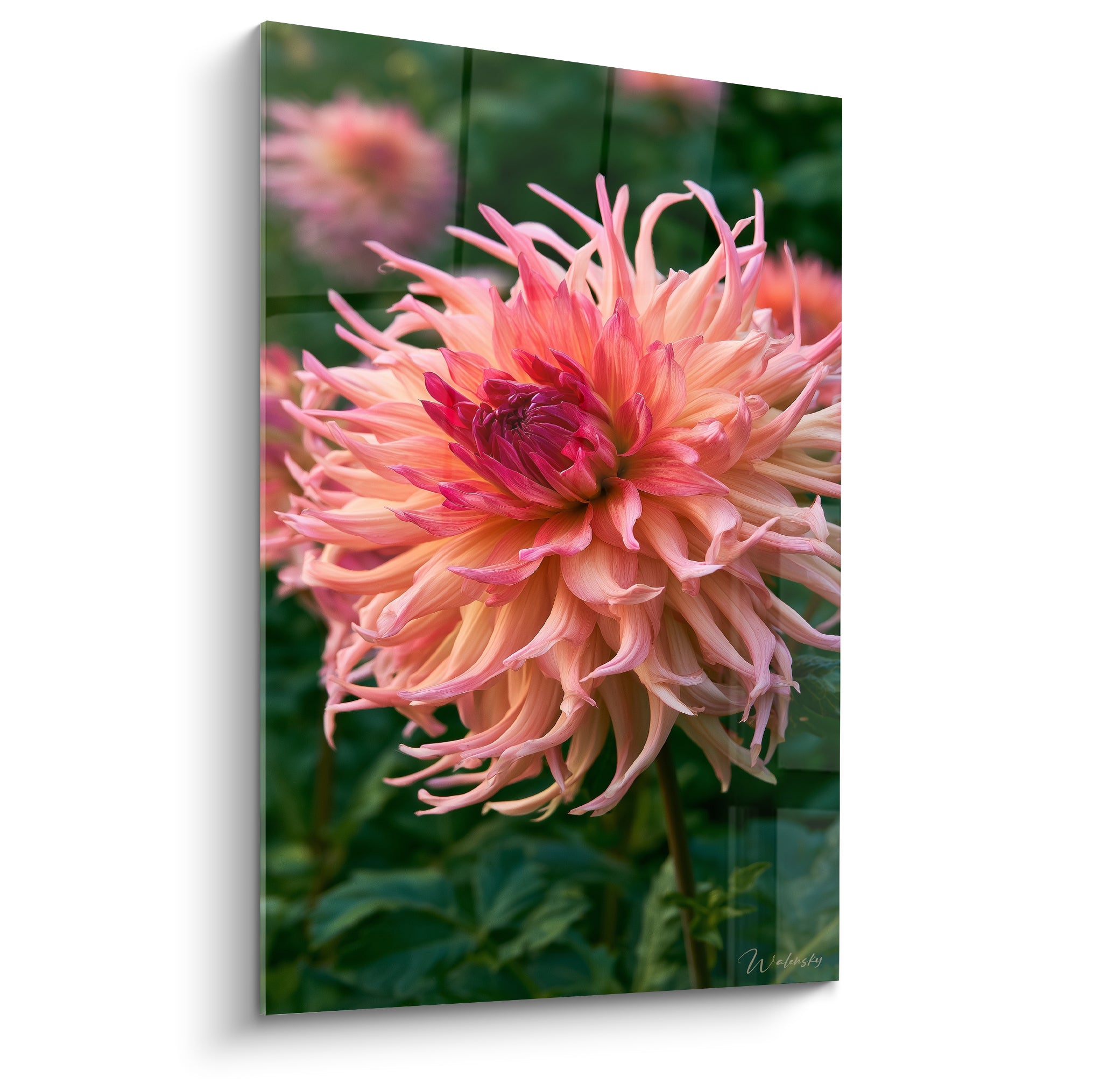 Dahlia pêche et corail aux pétales effilés, cœur rouge carmin, fond vert flouté de jardin
