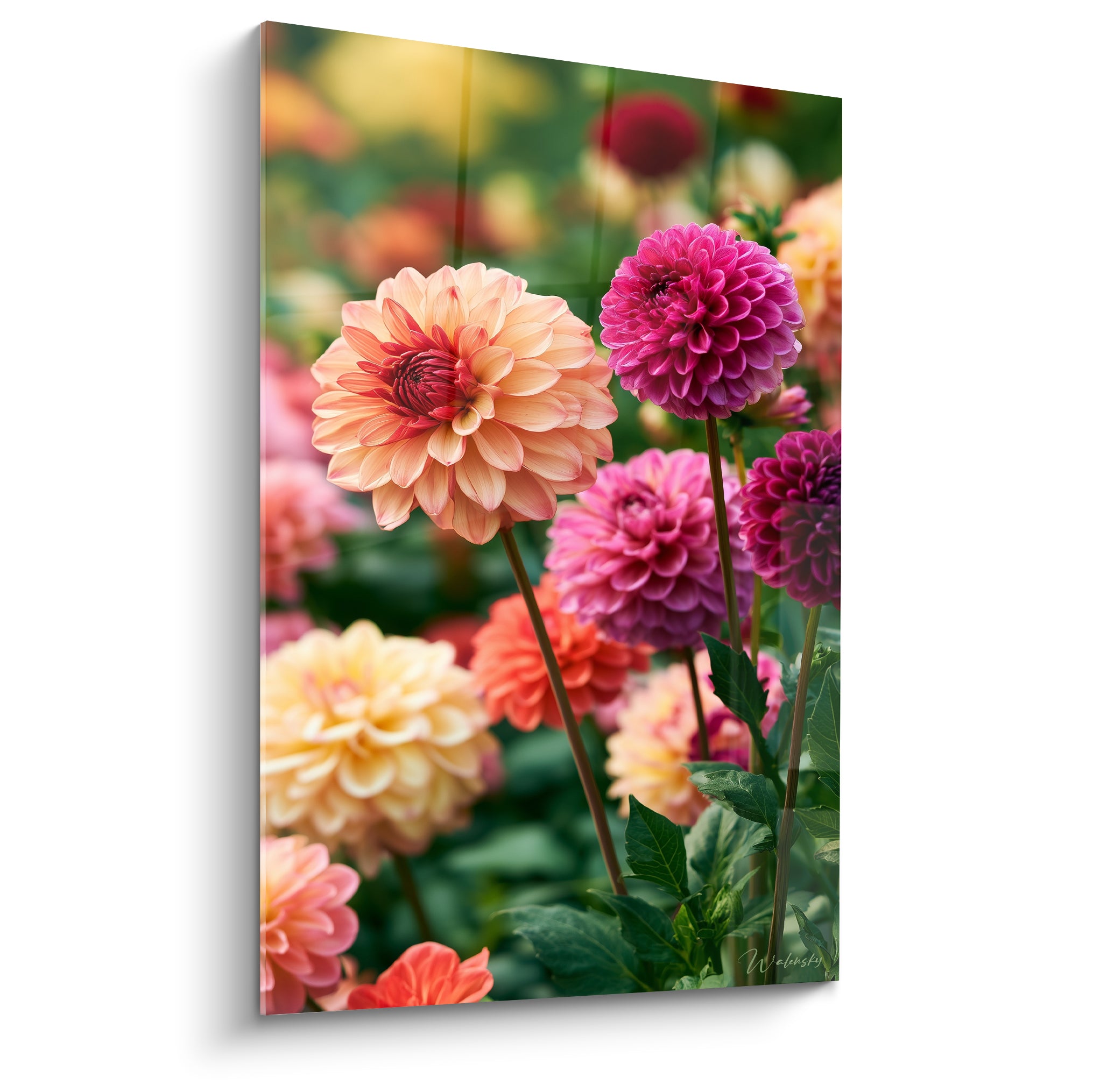 Dahlias pêche et fuchsia aux pétales denses, feuillage vert profond, lumière douce et naturelle