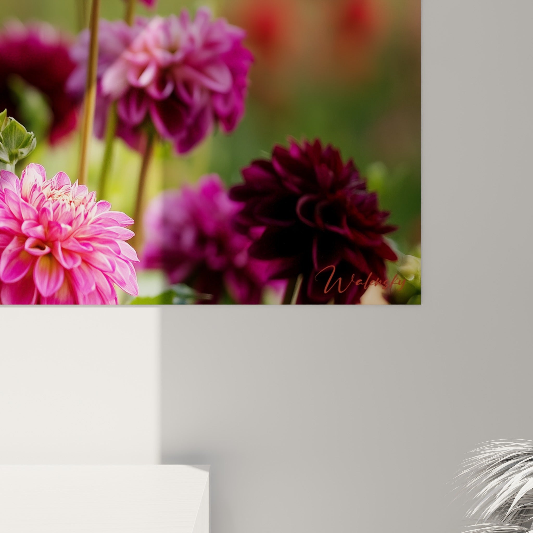 Pétales soyeux du dahlia pêche à cœur rouge cerise, grain photographique et lumière dorée visibles