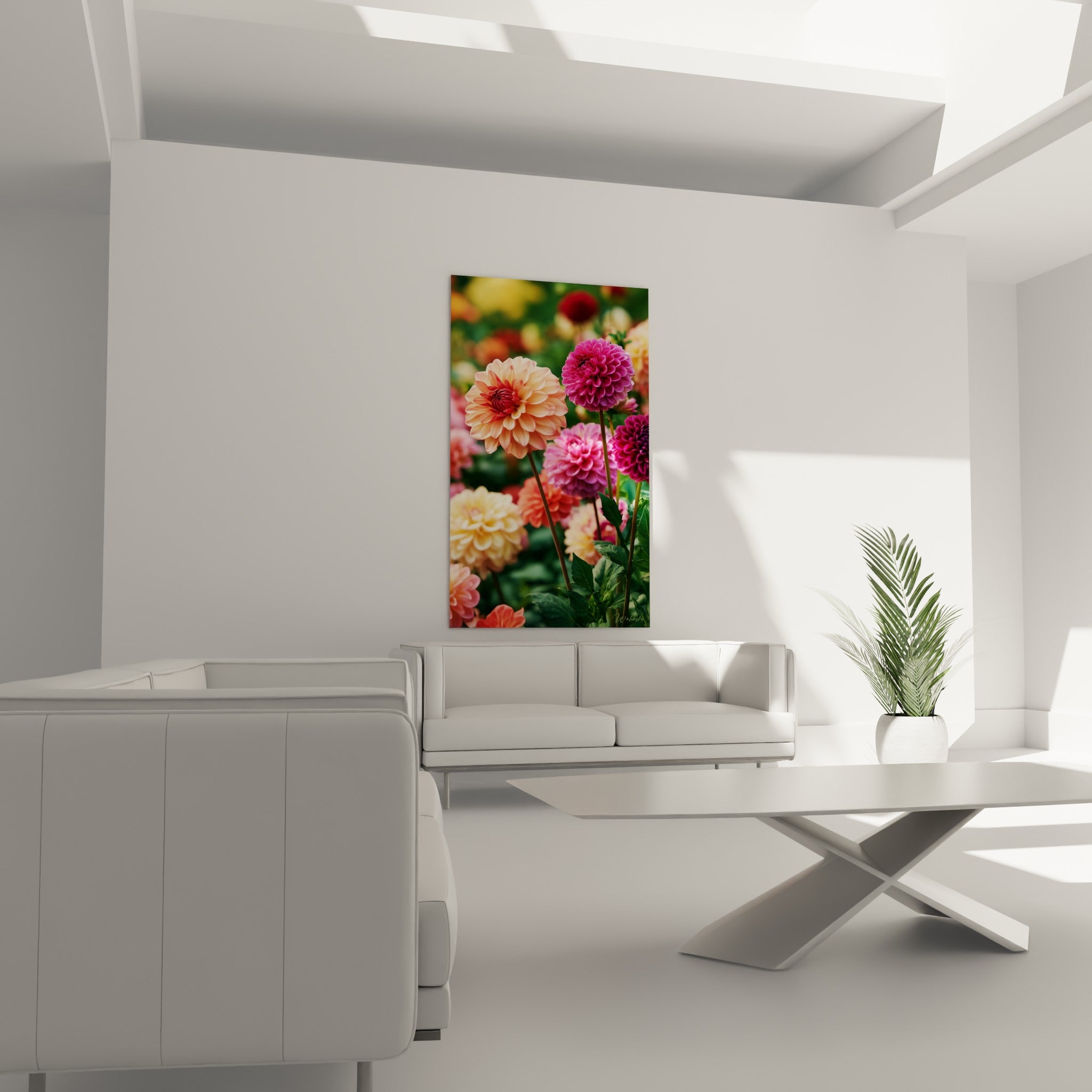Fleurs de dahlias pêche et fuchsia en gros bouton, disposées au-dessus d'un canapé dans un salon lumineux