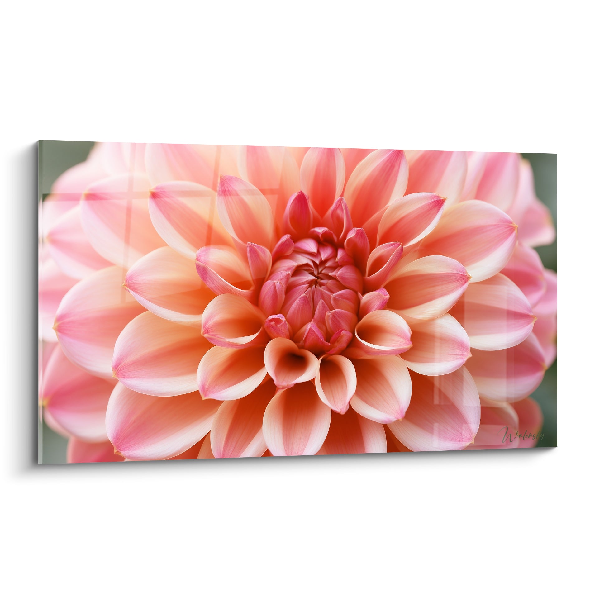 Dahlia rose et pêche aux pétales déployés en spirale, cœur pourpre au centre de l'image