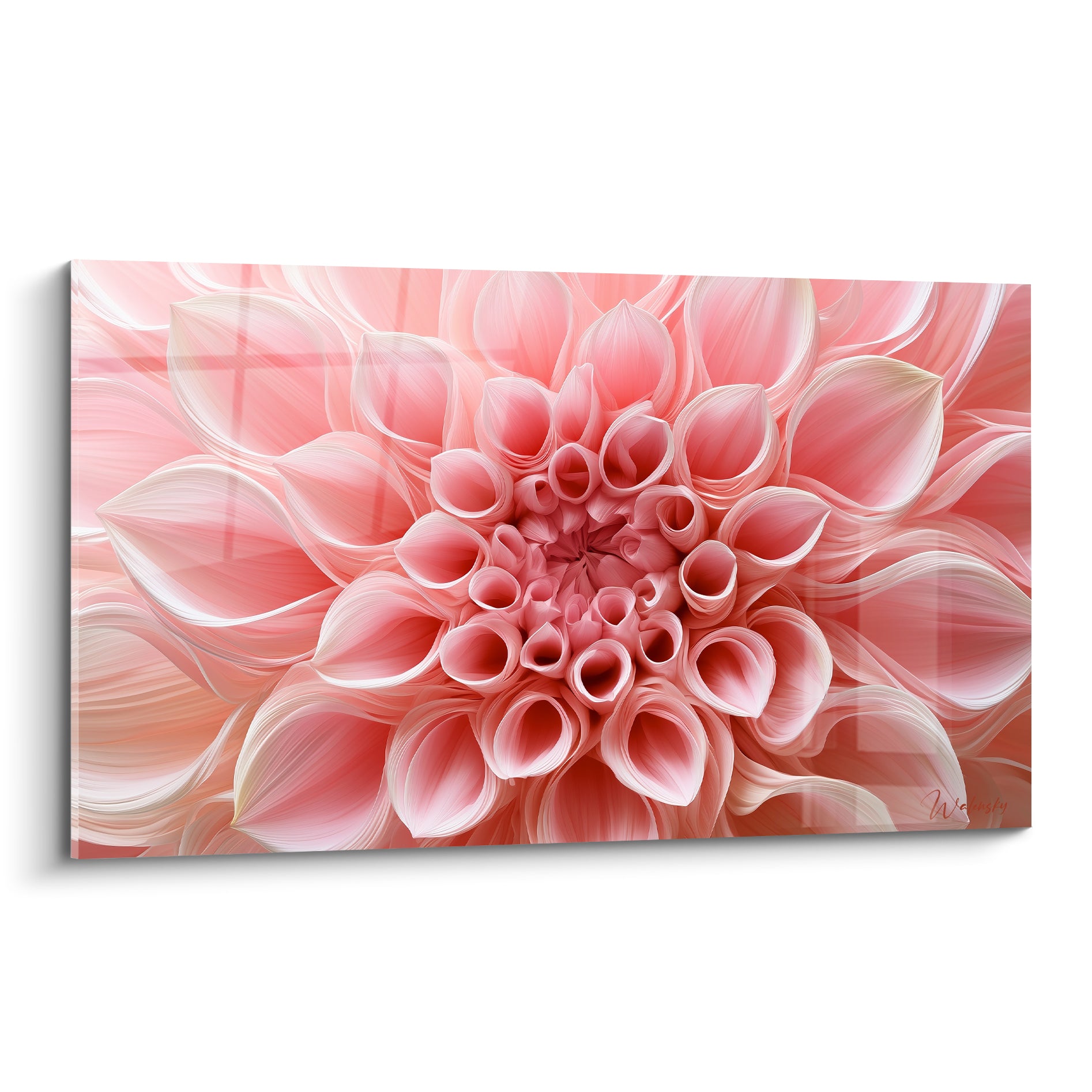 Dahlia rose et blanc aux pétales enroulés, cœur corail dense en gros plan pictural
