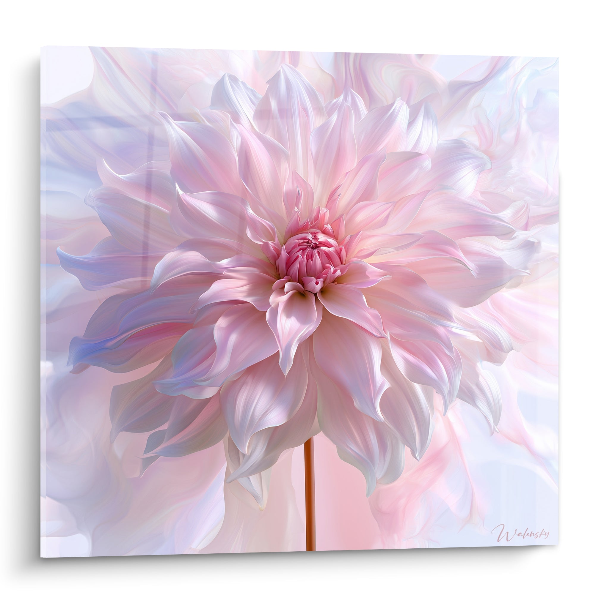 Dahlia rose poudré aux pétales déployés, cœur rosé vif, effets bleu pastel et blanc nacré