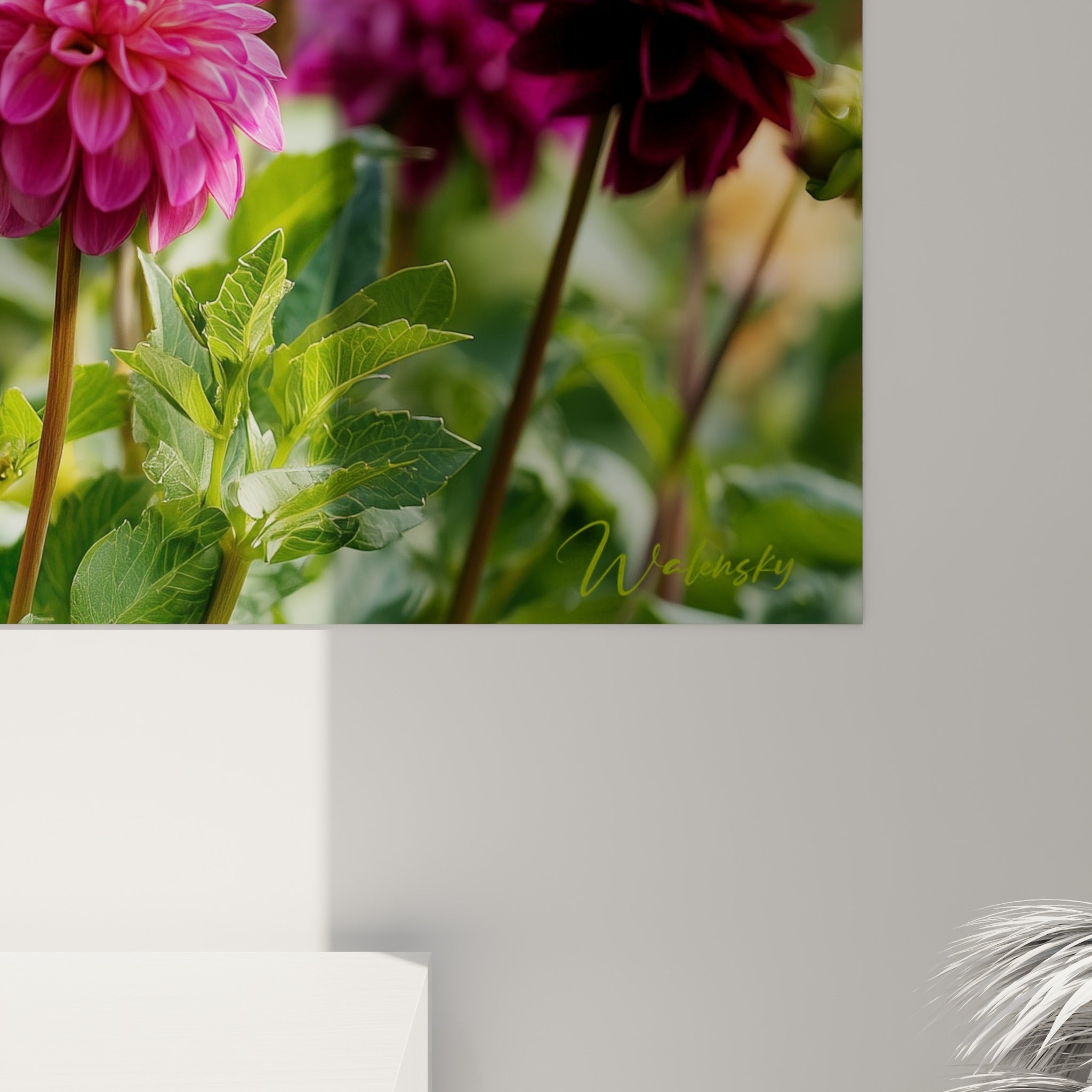 Pétales de dahlia pêche et magenta révélant leur texture veloutée, coulures de lumière dorée entre les tiges vertes