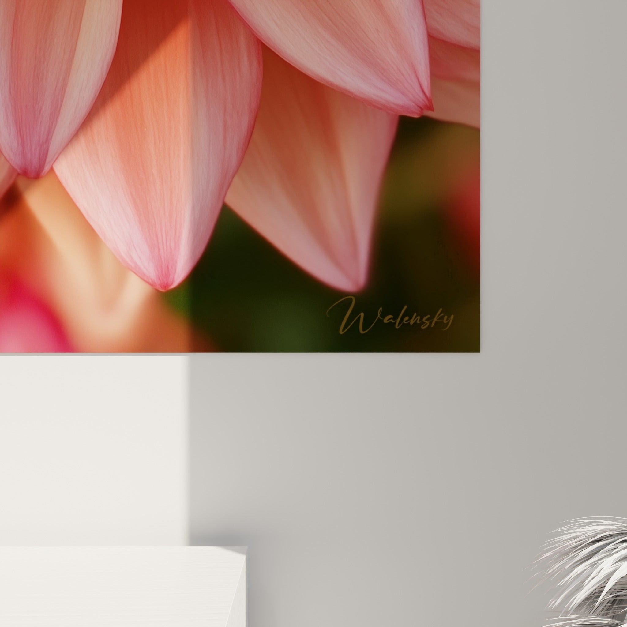 Texture veloutée des pétales corail et nervures fines du dahlia, coulures de lumière sur le bordeaux du cœur
