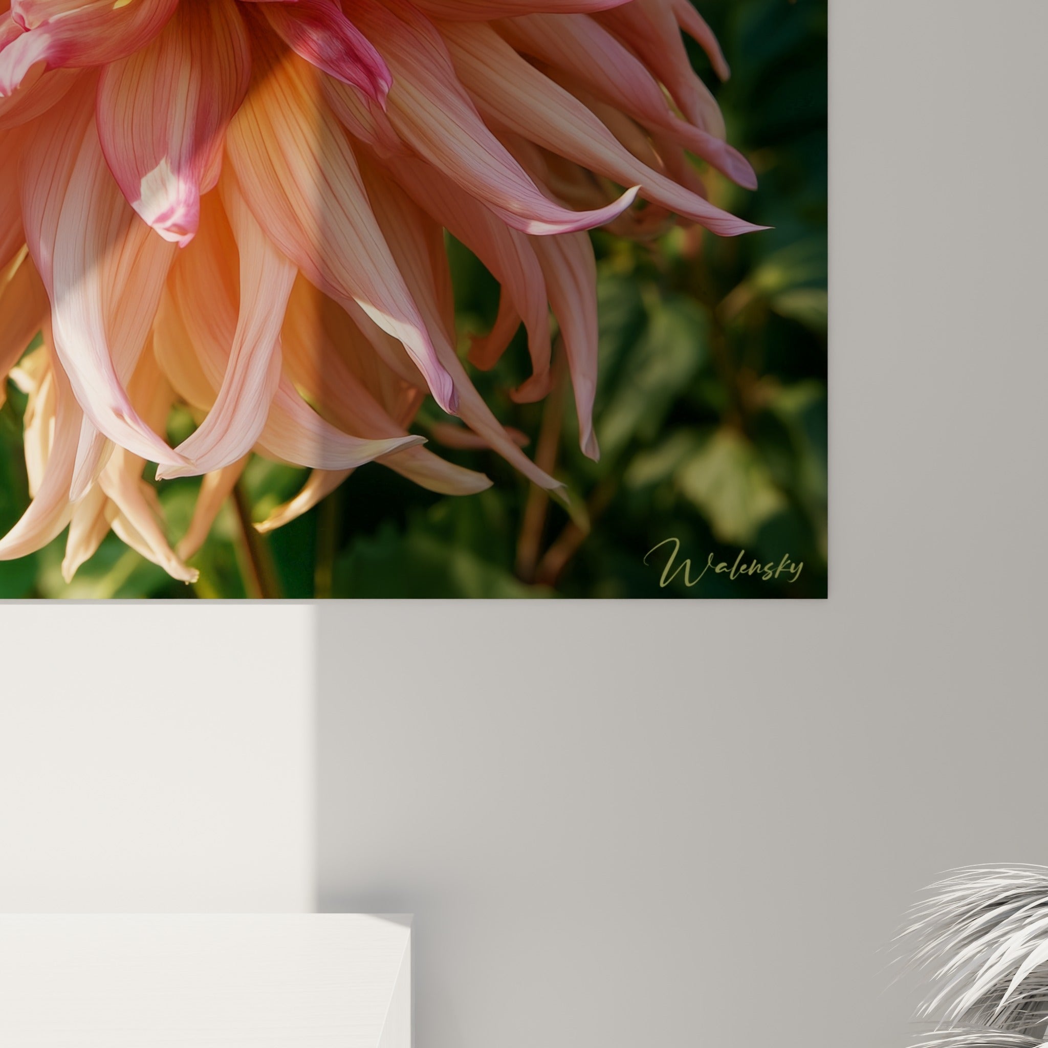 Pétales satinés du dahlia où le pêche glisse vers le pourpre, grain fin et reflets lumineux visibles de près