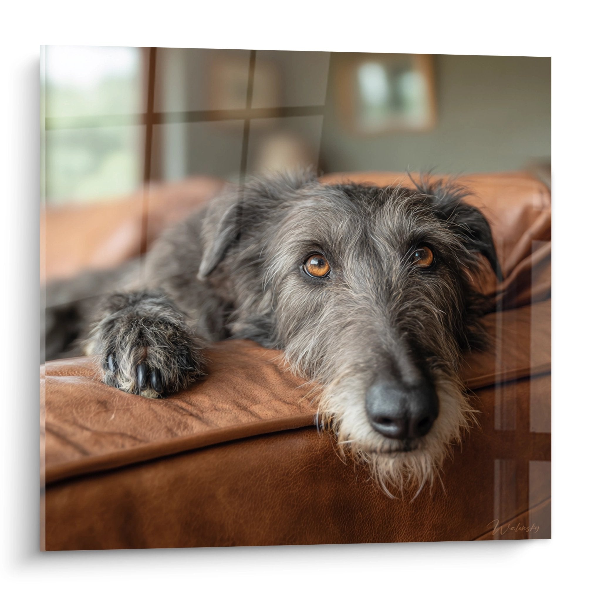 Tableau deerhound gris aux yeux ambrés allongé sur canapé cuir marron, regard contemplatif et mélancolique
