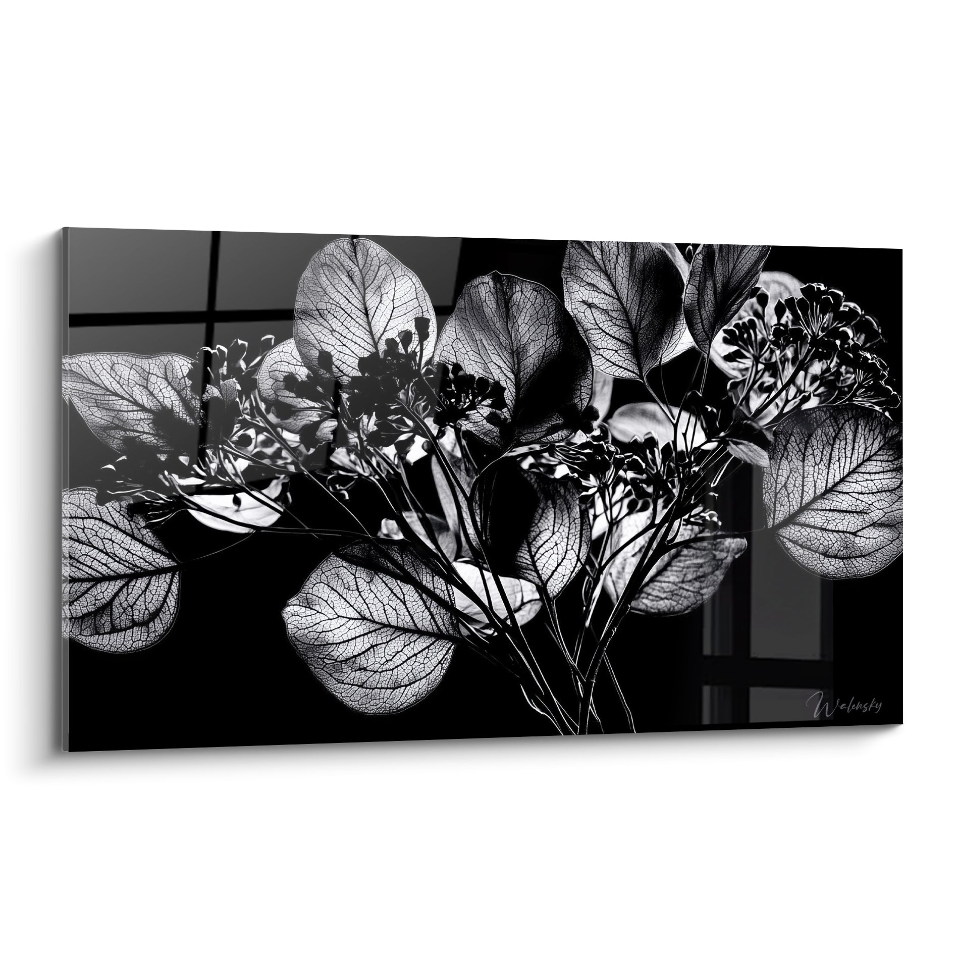 Eucalyptus argenté aux nervures translucides sur fond noir profond, style radiographie botanique