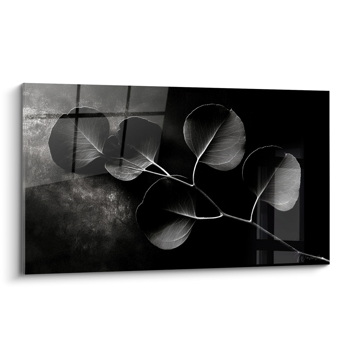 Branche d'eucalyptus noir et gris perle traversée de lumière, feuilles translucides sur fond sombre