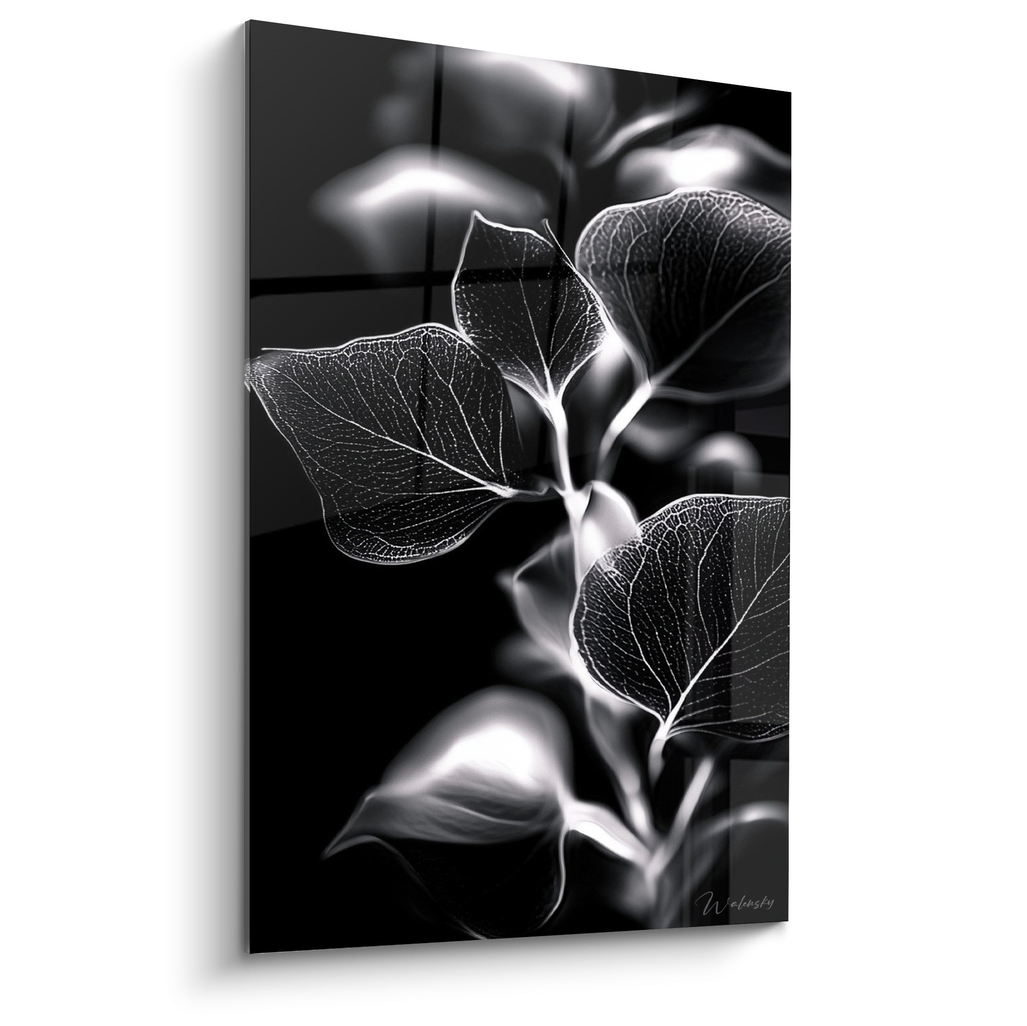 Branche d'eucalyptus noire et blanche aux nervures lumineuses sur fond anthracite