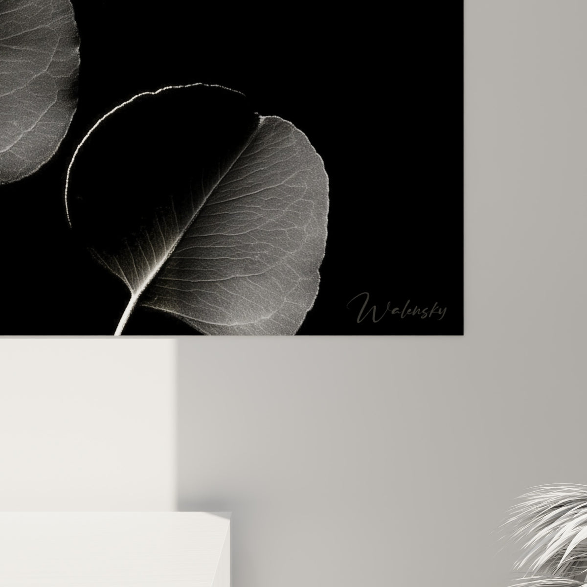 Nervures blanches et grain argenté des feuilles d'eucalyptus visibles en gros plan sur toile noire