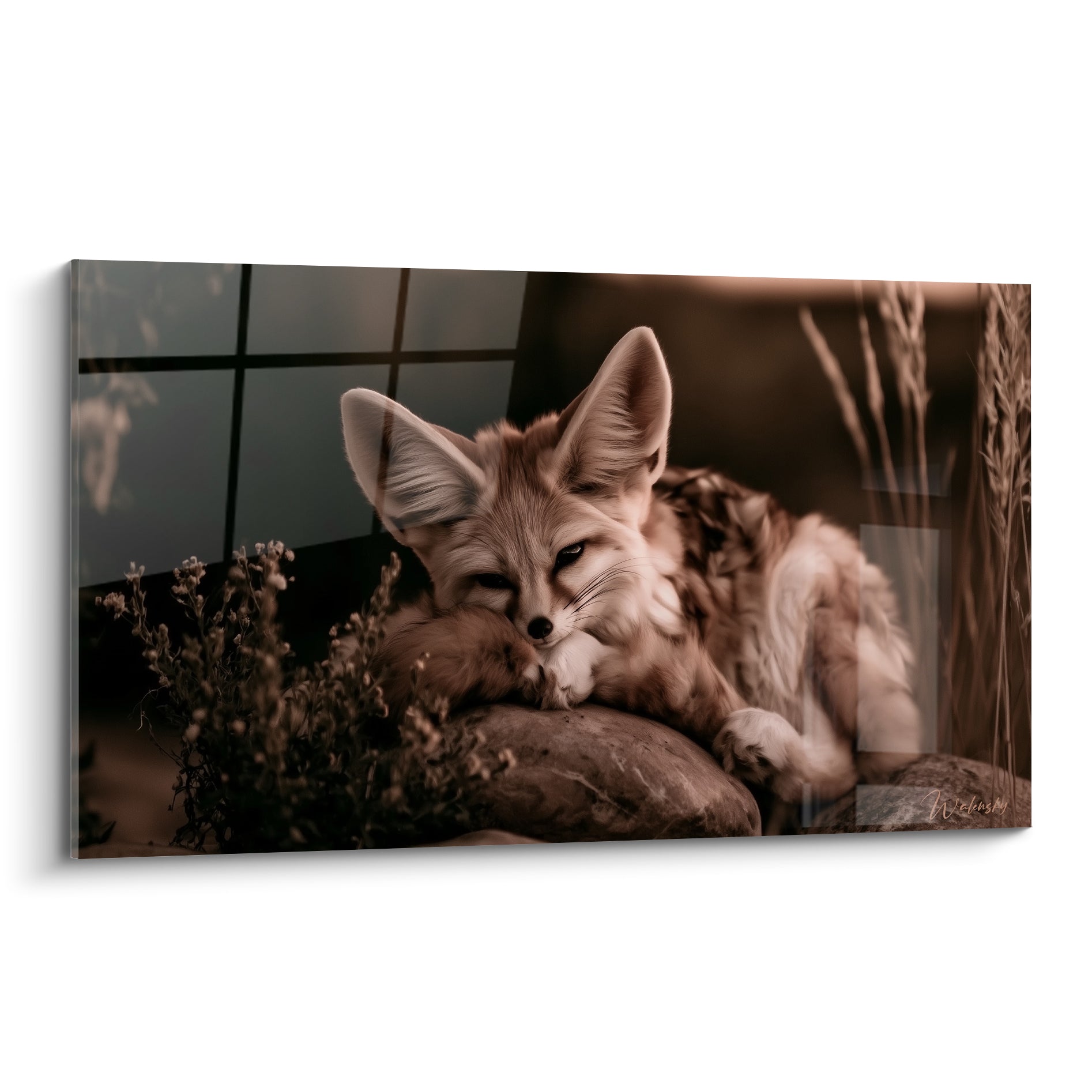 Fennec beige et brun allongé sur un rocher, regard mi-clos, lumière ambrée du crépuscule