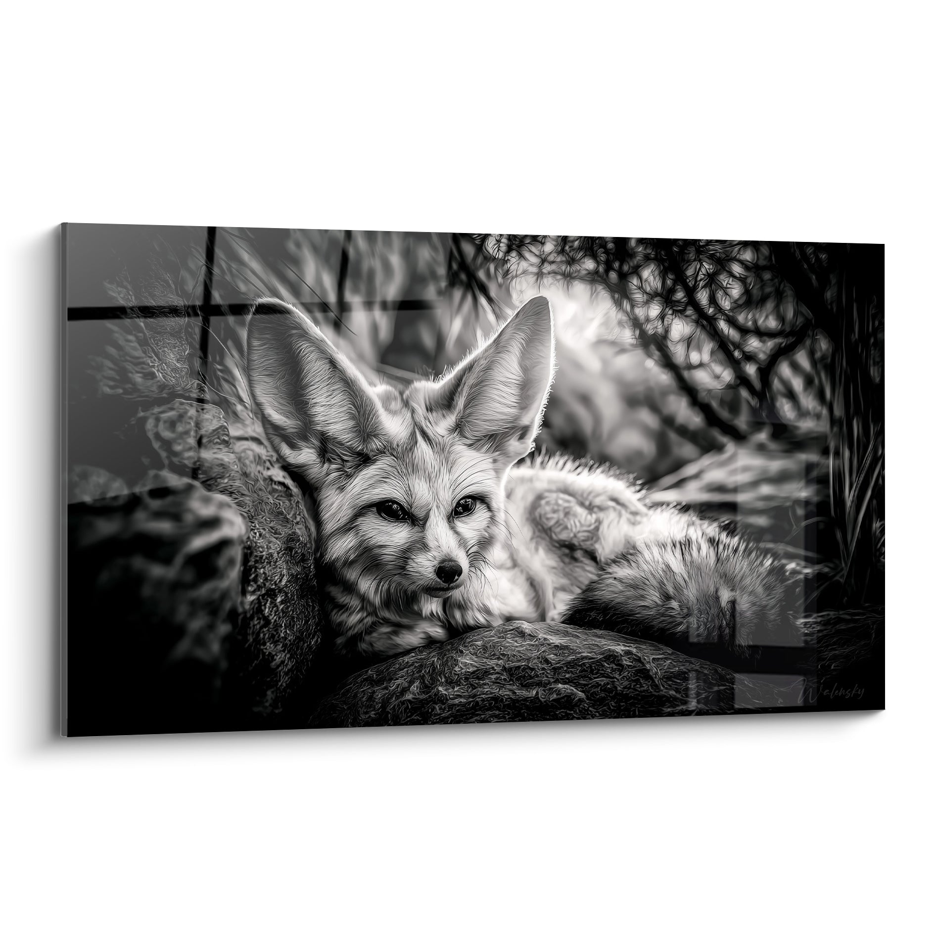 Fennec noir et blanc allongé entre des rochers, oreilles dressées, regard perçant vers l'objectif