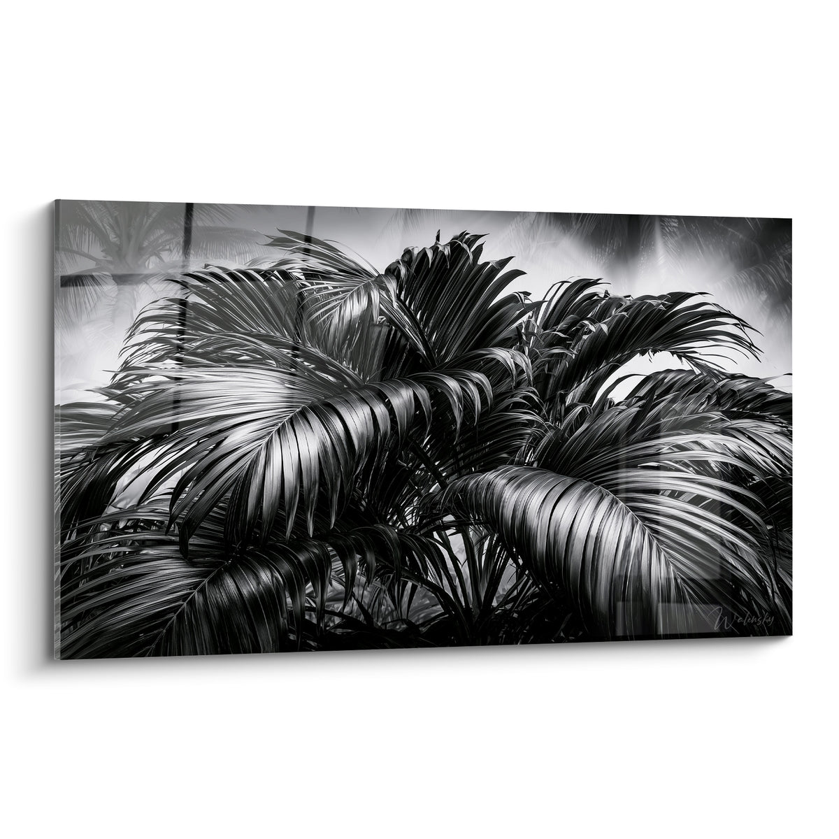Palmes de feuille de palmier en noir et blanc, gris argenté et blanc laiteux, texture dense et graphique
