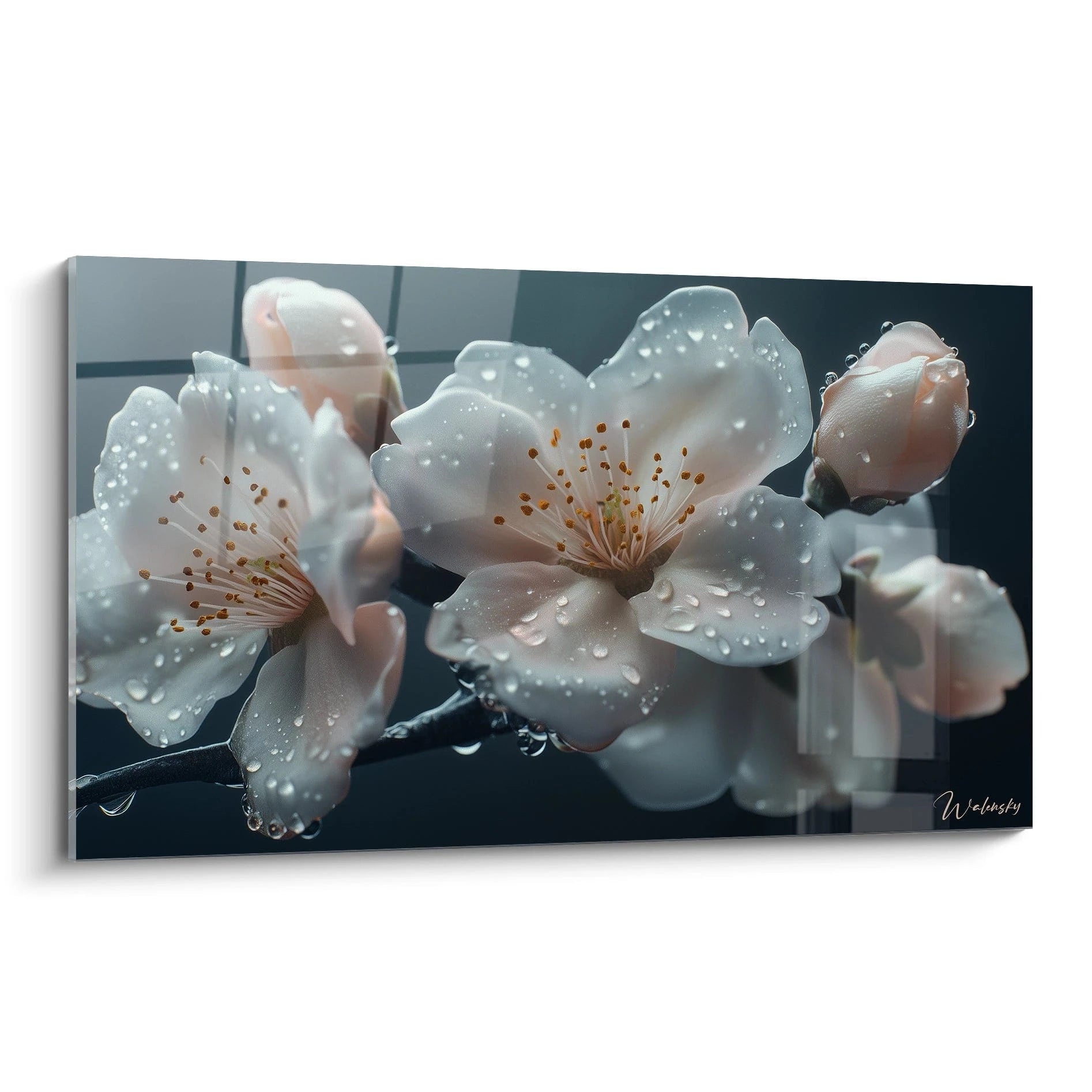 Un tableau Fleur de cerisier nature montrant des fleurs roses et blanches avec des gouttelettes dâeau sur un fond sombre, aux textures lisses et contrastes lumineux.
