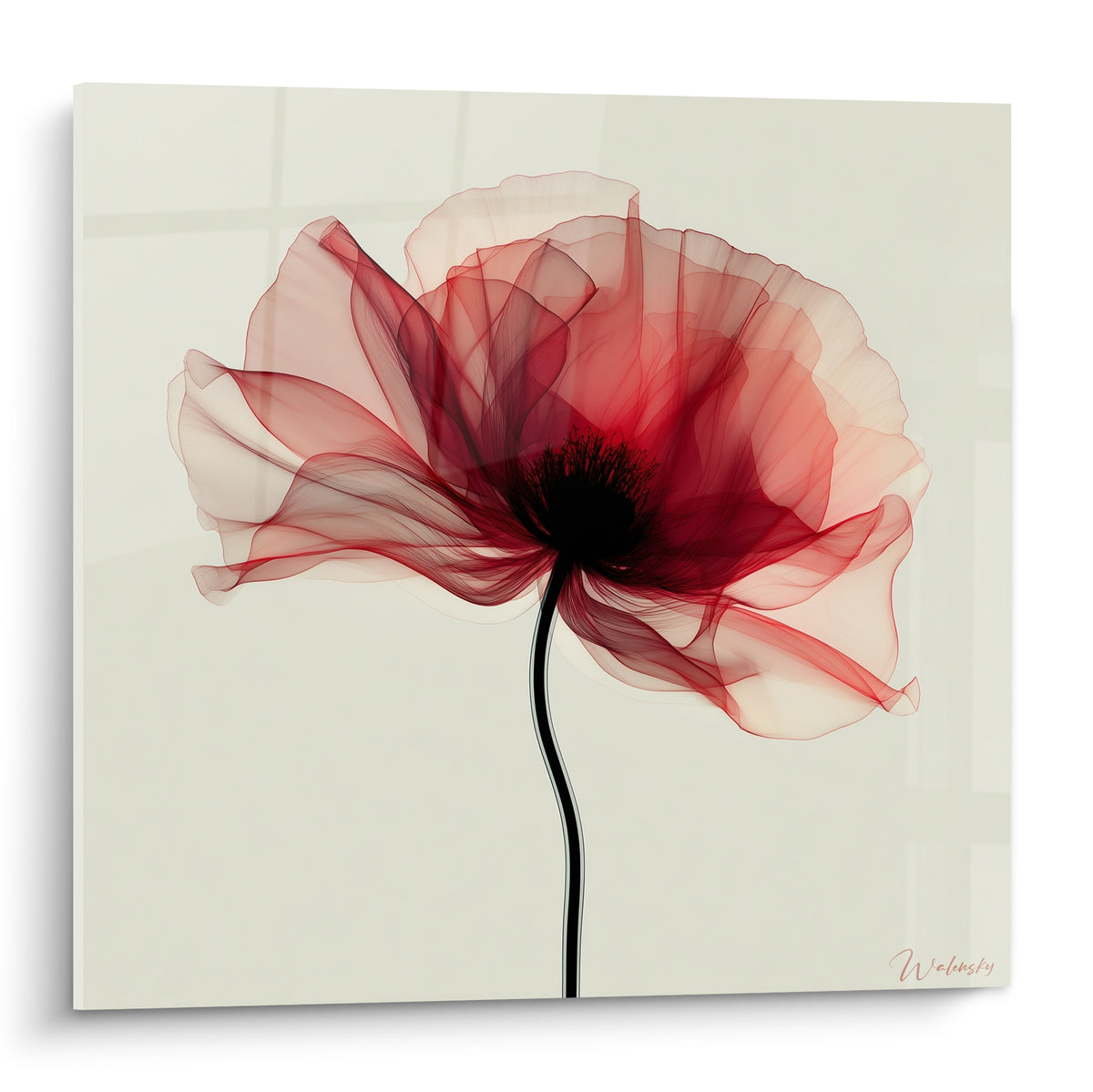Coquelicot rouge carmin et noir aux pétales translucides sur fond ivoire épuré