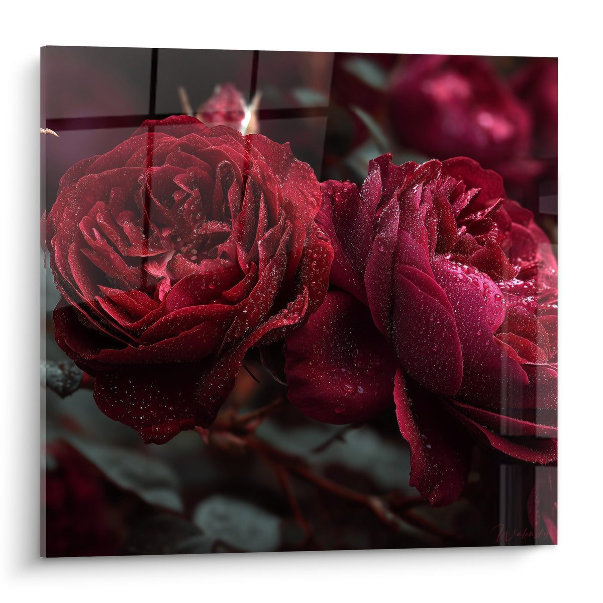 Roses rouge bordeaux et fuchsia couvertes de gouttes de rosée en gros plan végétal