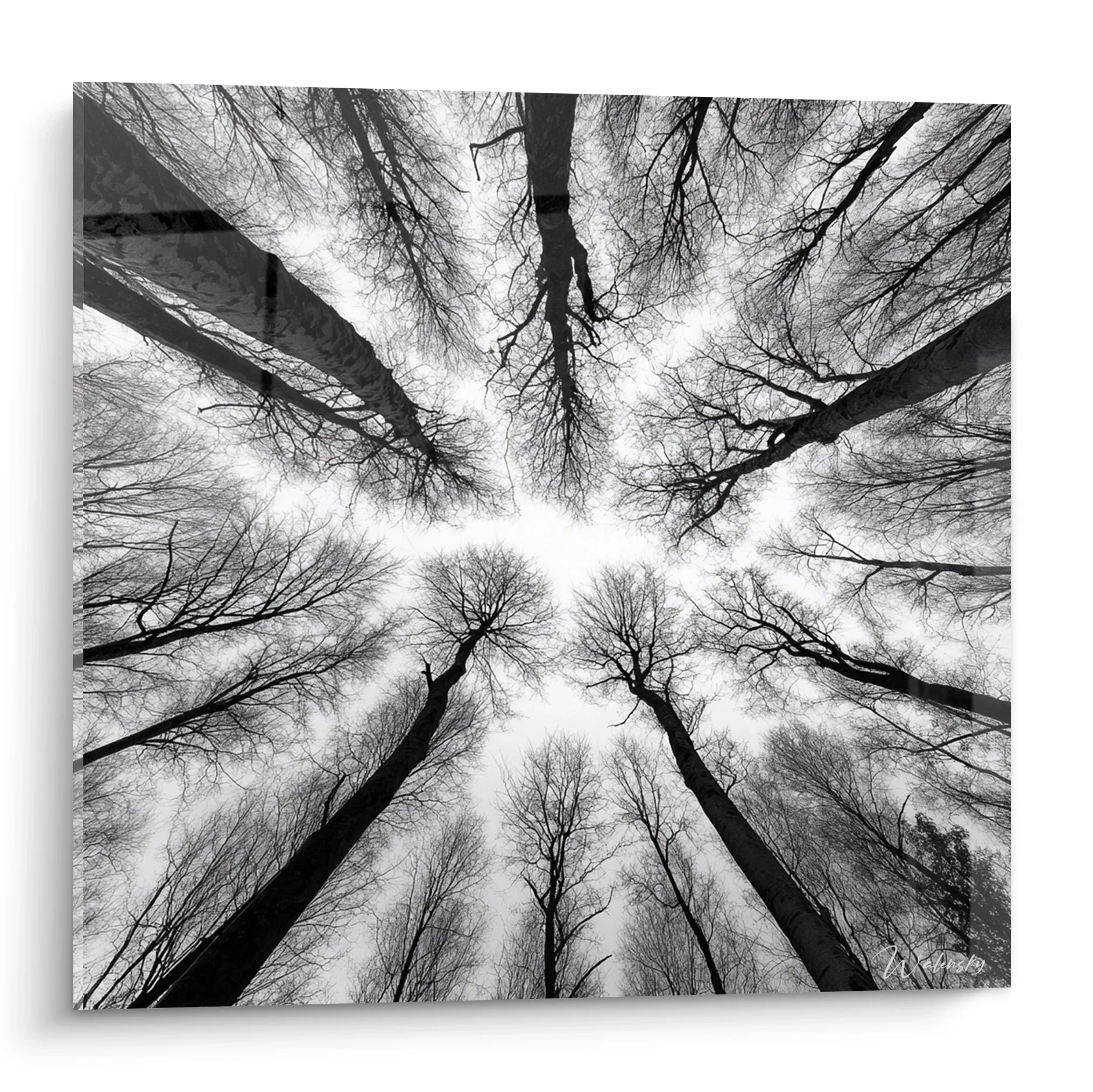 Tableau forêt vue plongée noir blanc montrant canopée d'arbres formant cercle vers ciel nuageux