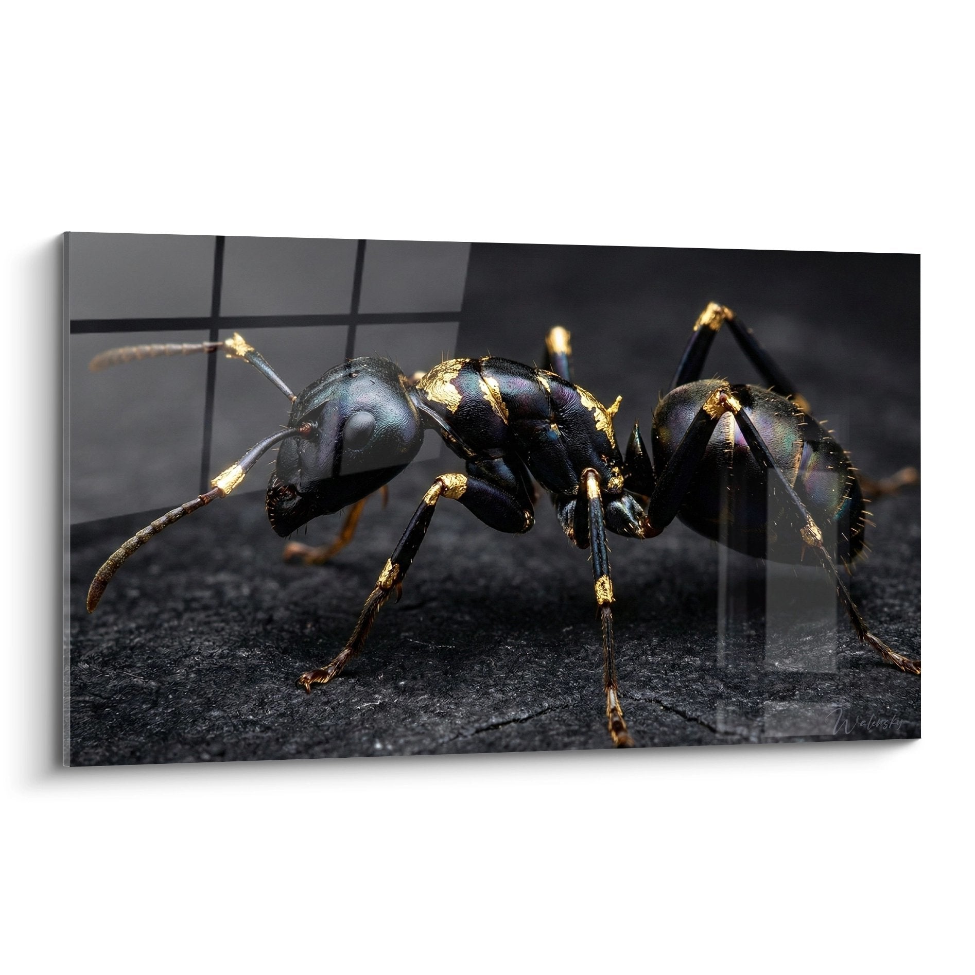 Black ant artwork with golden reflections on dark background macro naturalistic photography ant edition