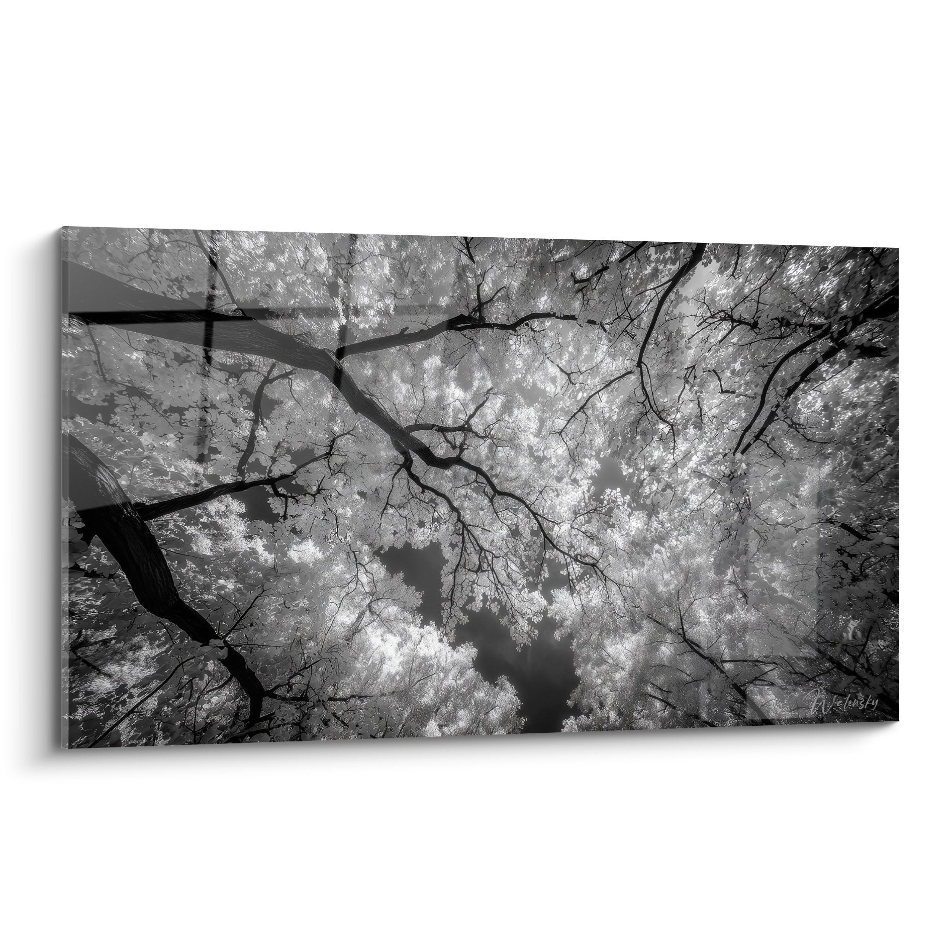 tableau noir et blanc perspective verticale feuillage ginkgo vue contre-plongee vers ciel