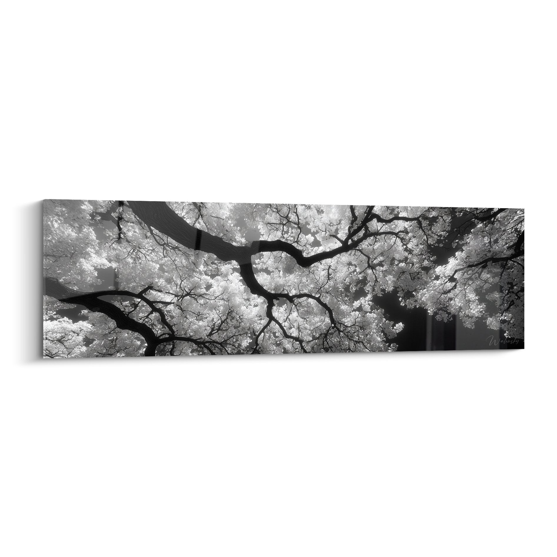 Tableau panoramique noir et blanc montrant branches de ginkgo en contre-plongée, feuillage lumineux, perspective cathédrale