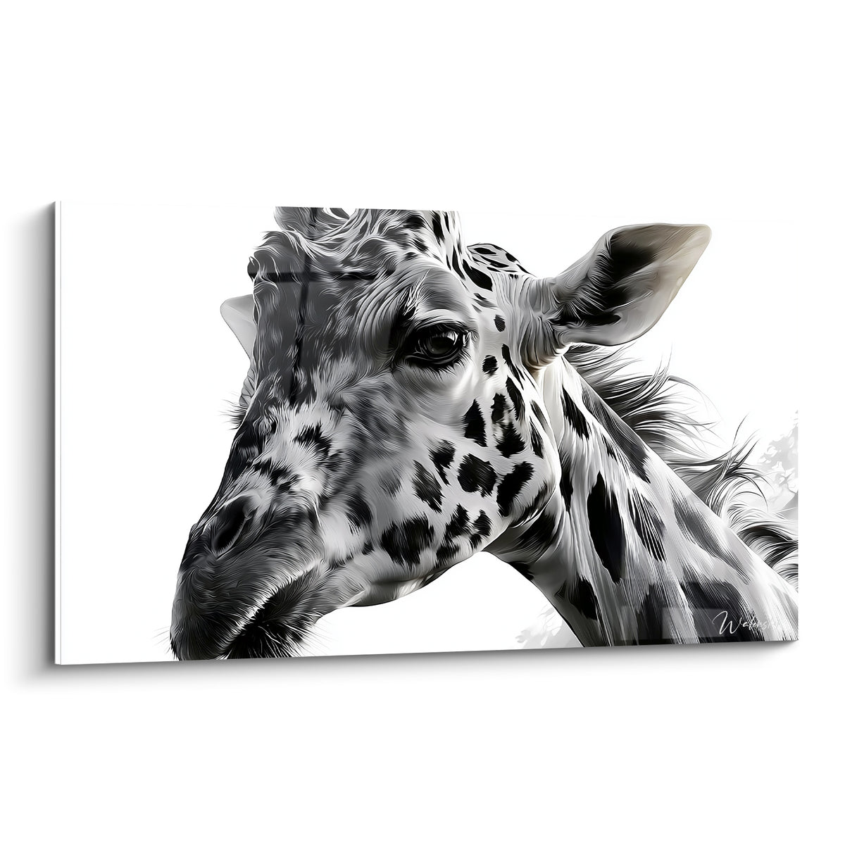 Girafe en noir et blanc, taches marquées et regard intense sur fond blanc immaculé