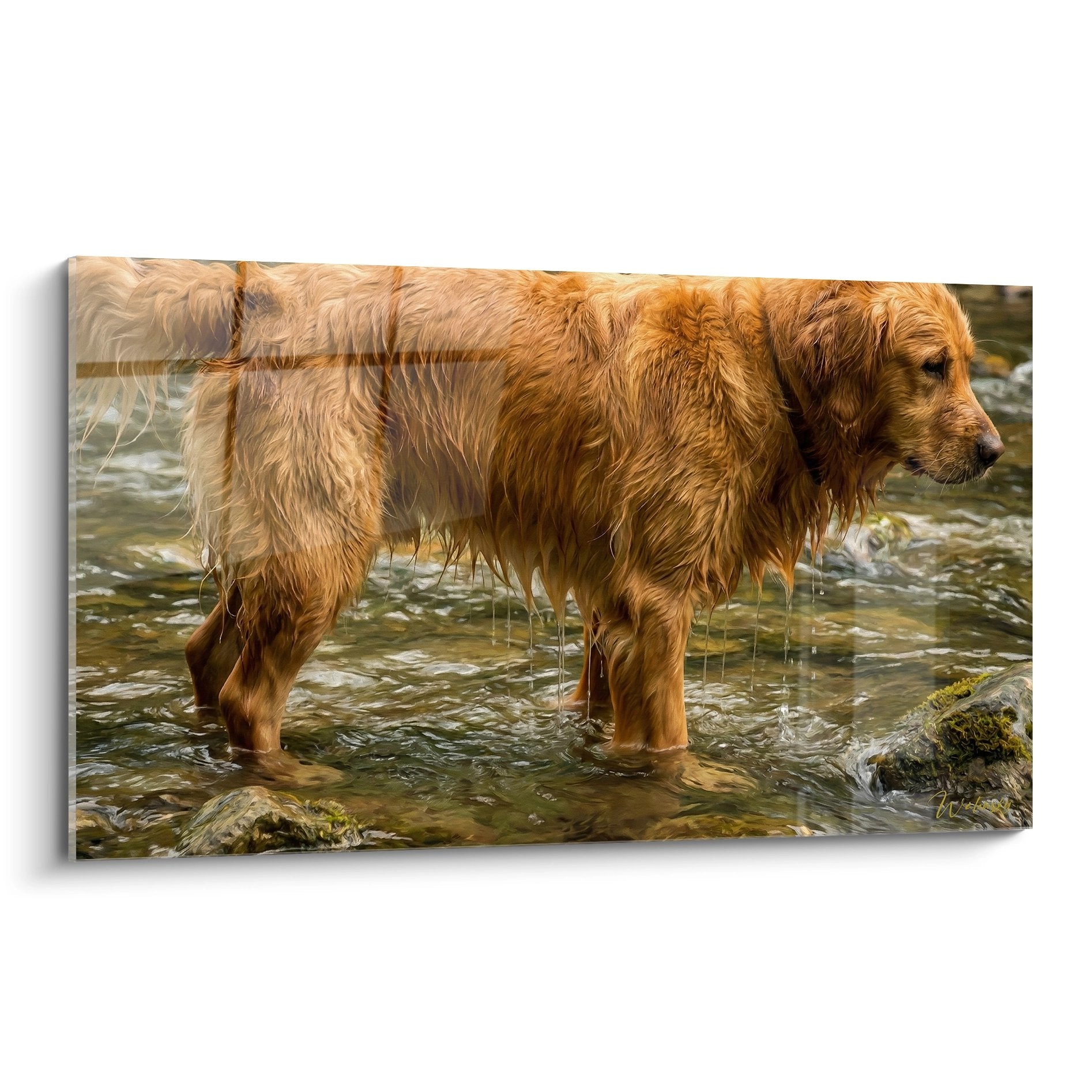 Quadro golden retriever dorato con mantello bagnato nel ruscello acqua cristallina riflessi ramati natura autentica