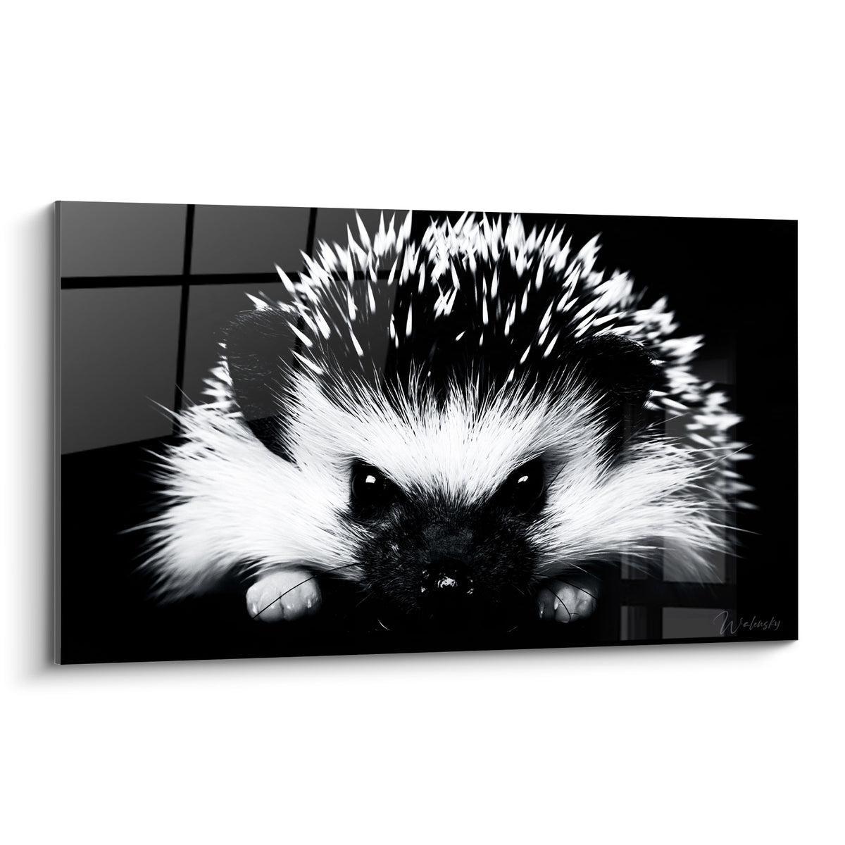 Hérisson noir et blanc aux piquants dressés, regard sombre perçant, portrait animalier intense