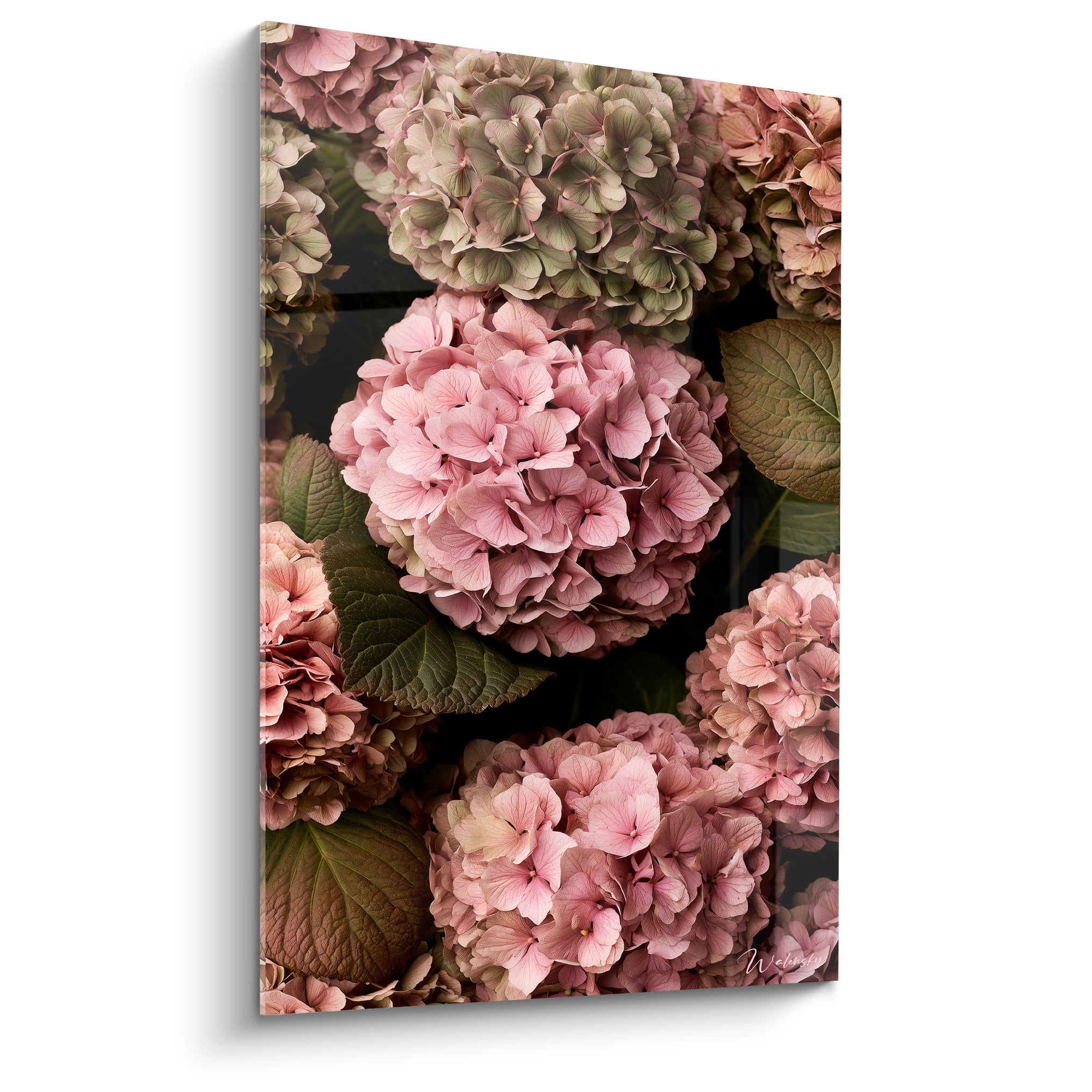Hortensias roses et vert mousse en boules denses sur fond anthracite, gros plan botanique intense