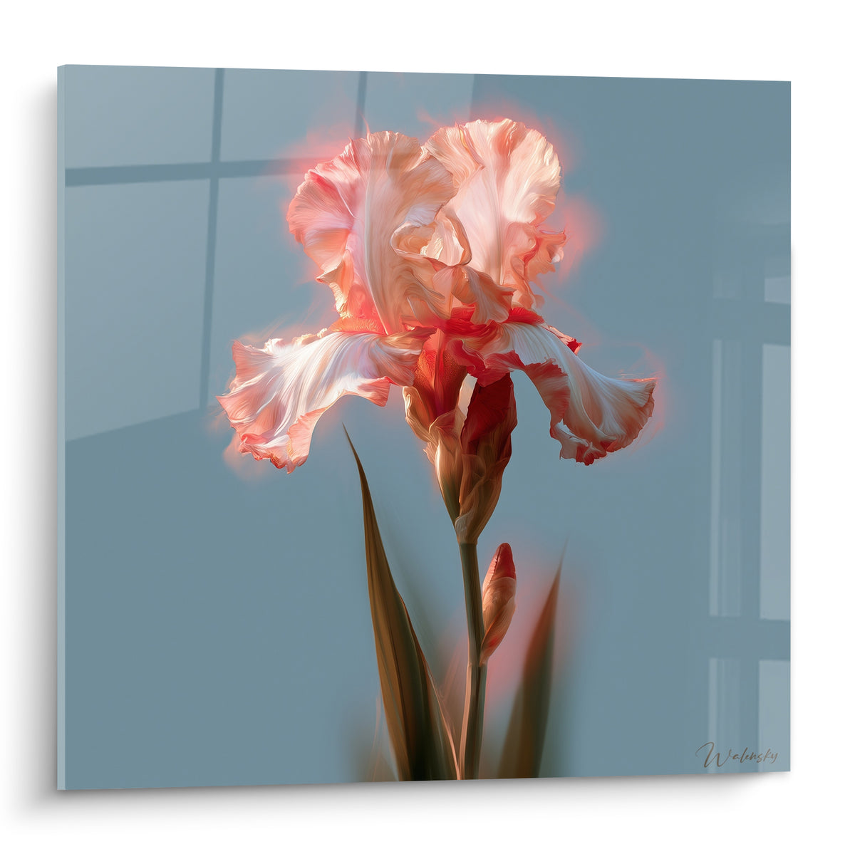 Iris corail et blanc aux pétales froissés se détache sur un fond bleu gris lumineux