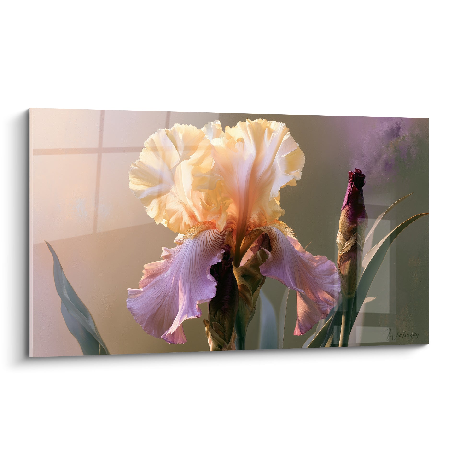 Iris aux pétales crème et mauve froissés, lumière dorée sur bouton pourpre en devenir