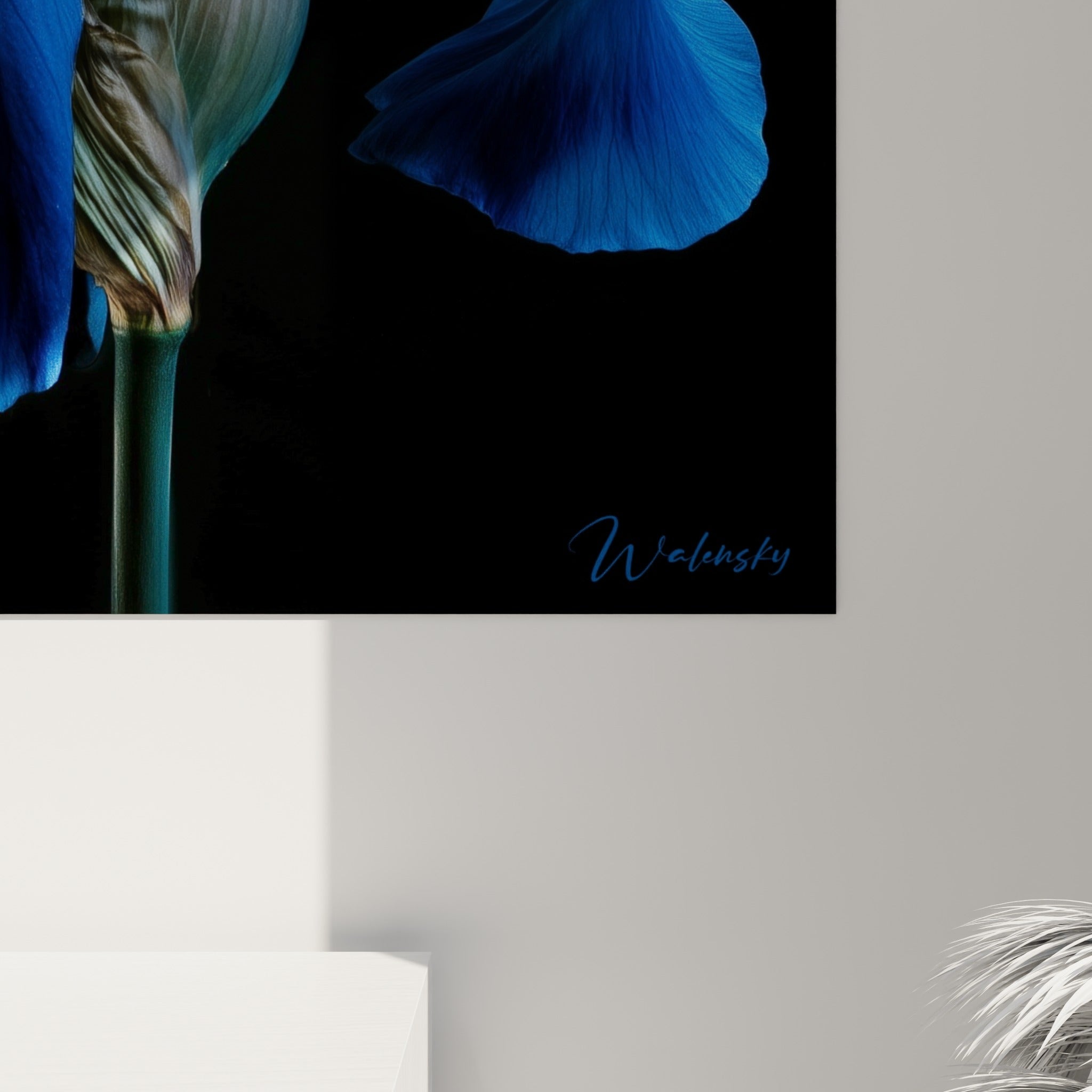 Détail des pétales d'Iris où le bleu satiné rencontre les nuances dorées du cœur duveteux