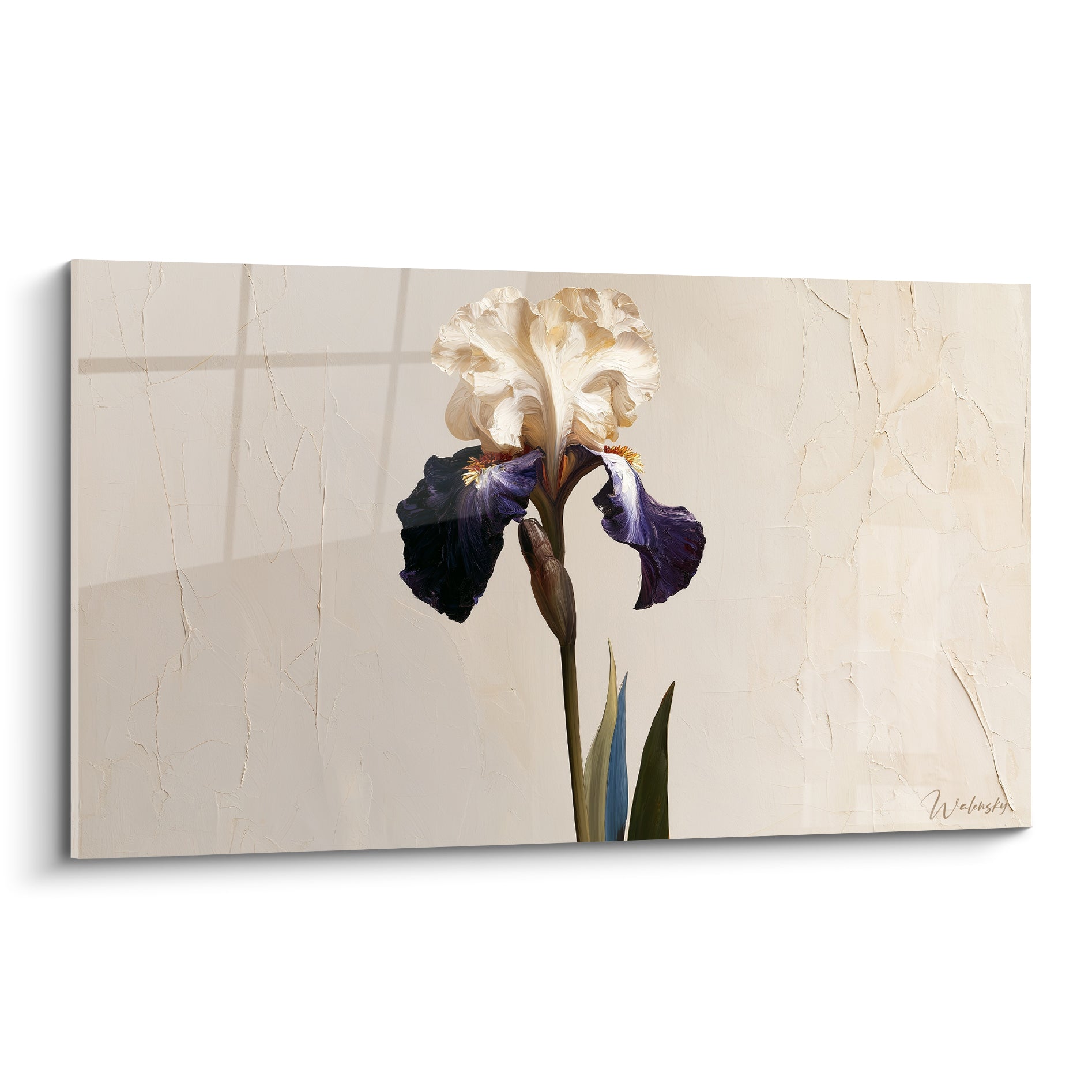 Iris blanc ivoire aux sépales violet foncé, tige verte, peint sur fond beige craquelé