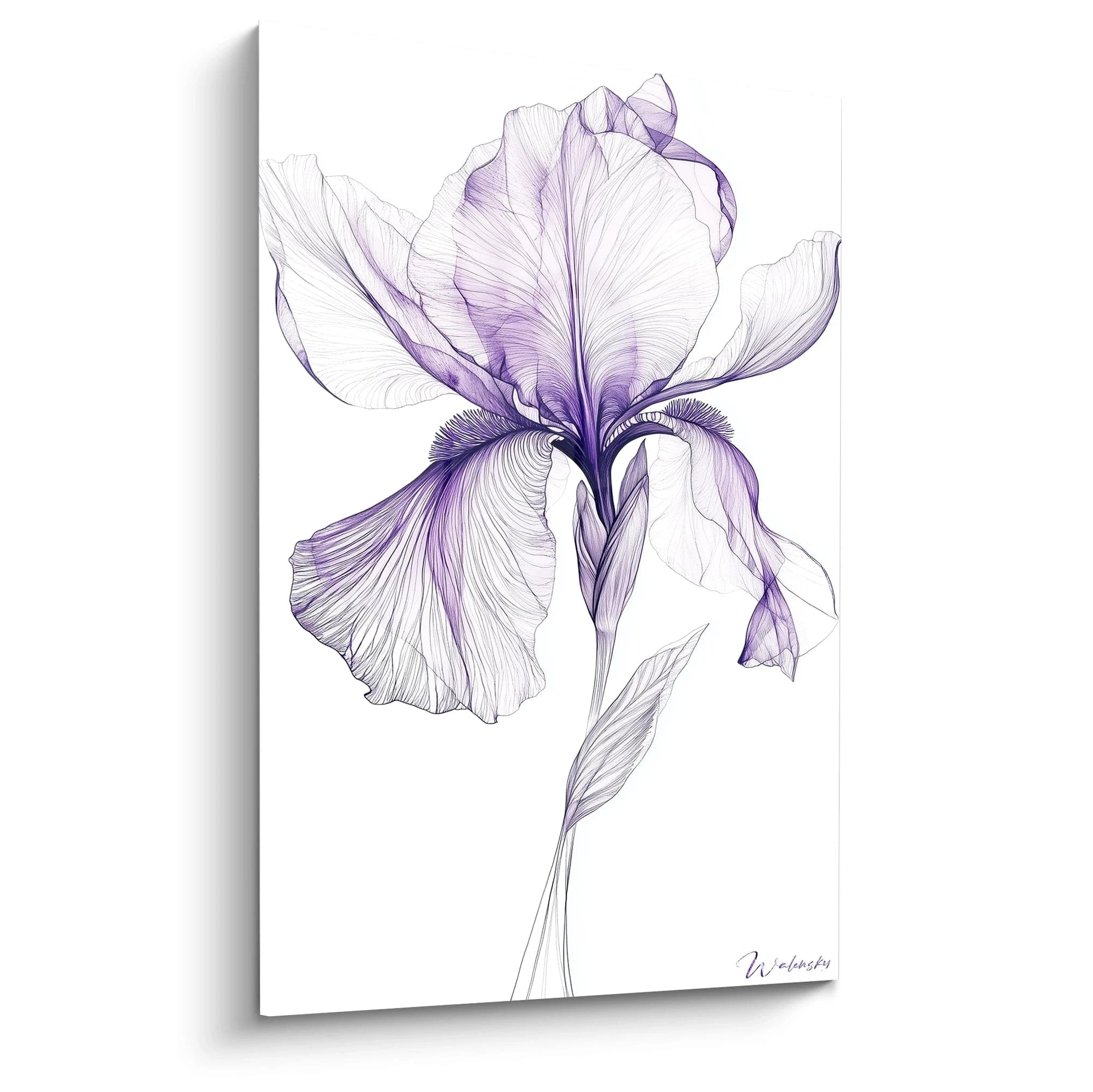 Un tableau iris nature illustrant une fleur d’iris détaillée en nuances de violet et blanc, avec des lignes fines et texturées, mettant en valeur la structure délicate des pétales sur fond clair.